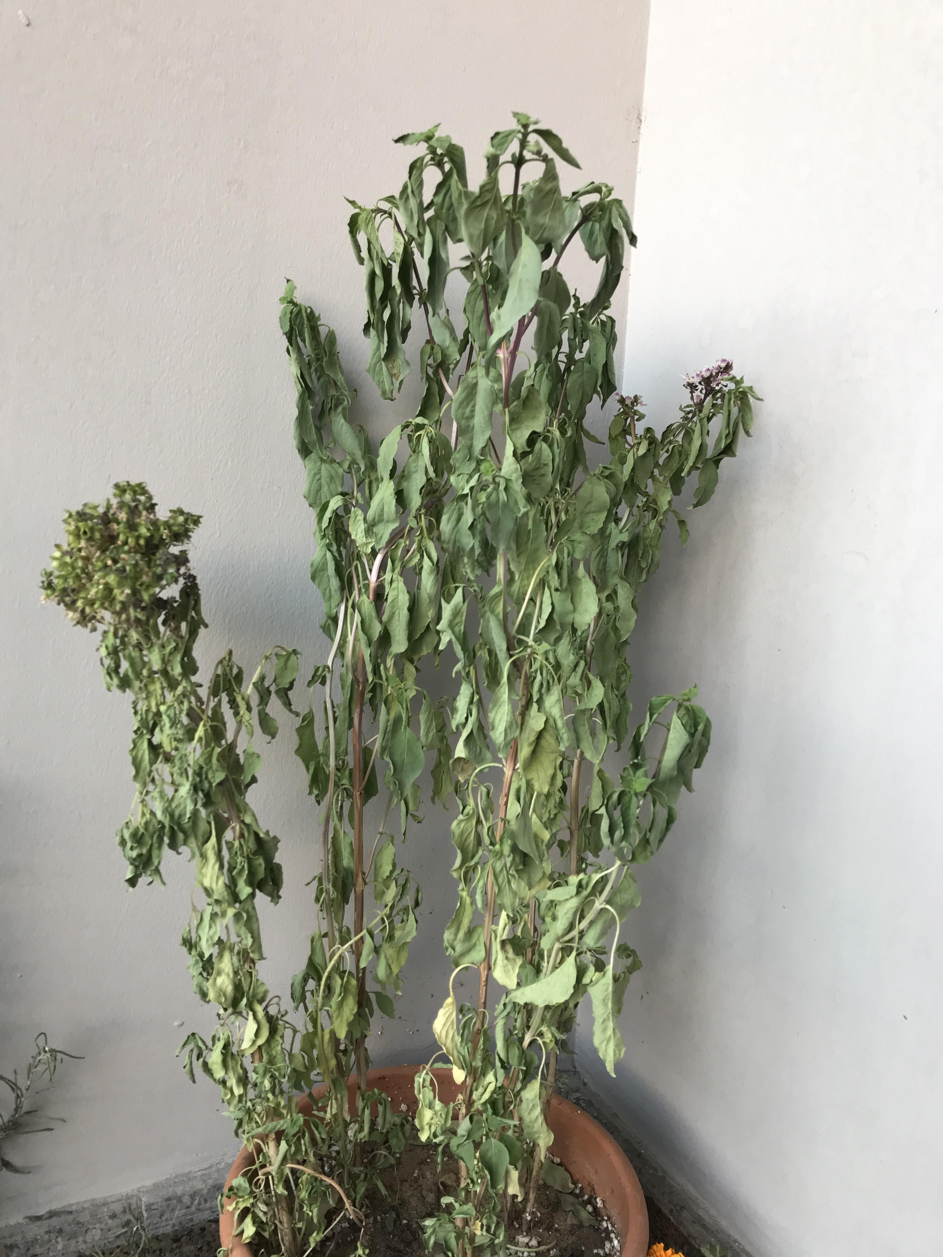 My basil plant seems over watered. Is that the problem? r/plantclinic