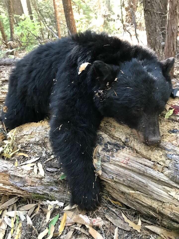 A black bear harvested in California r/Hunting