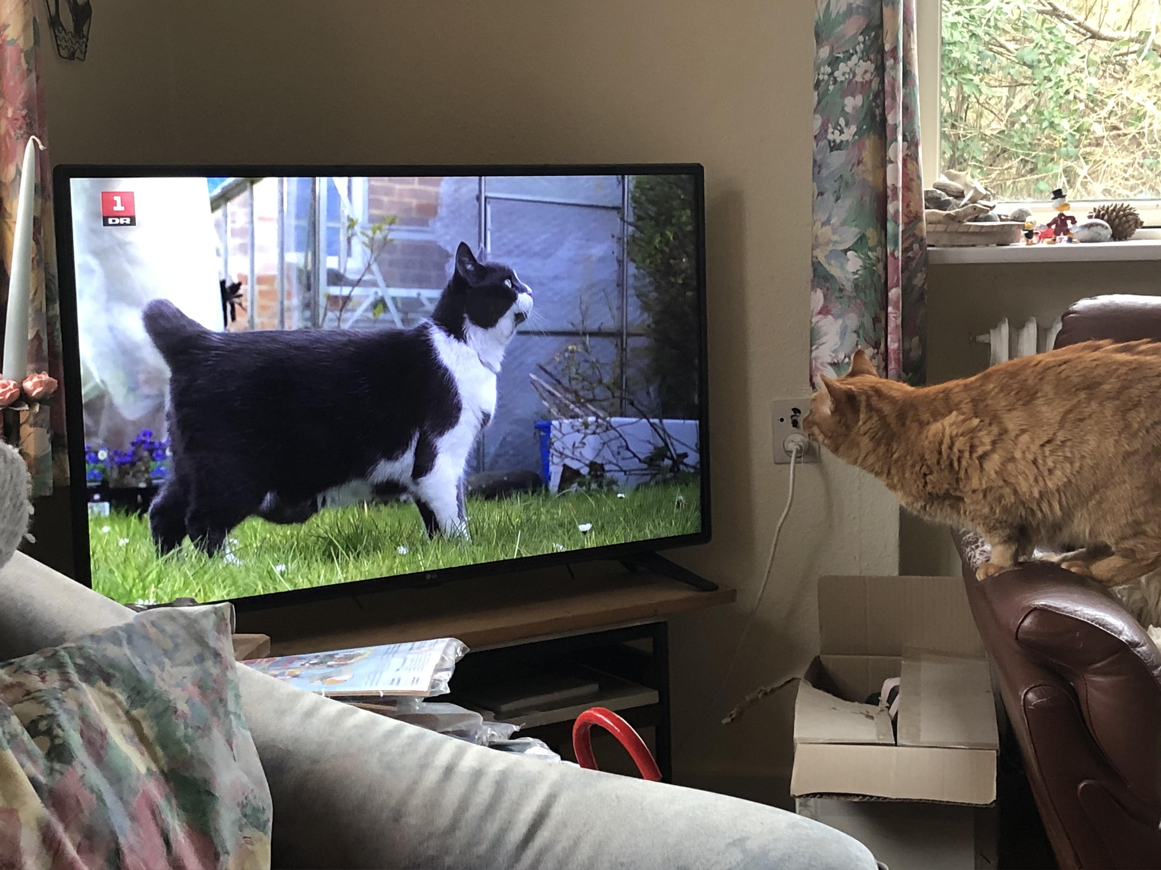 My cat watching TV about cats r/aww