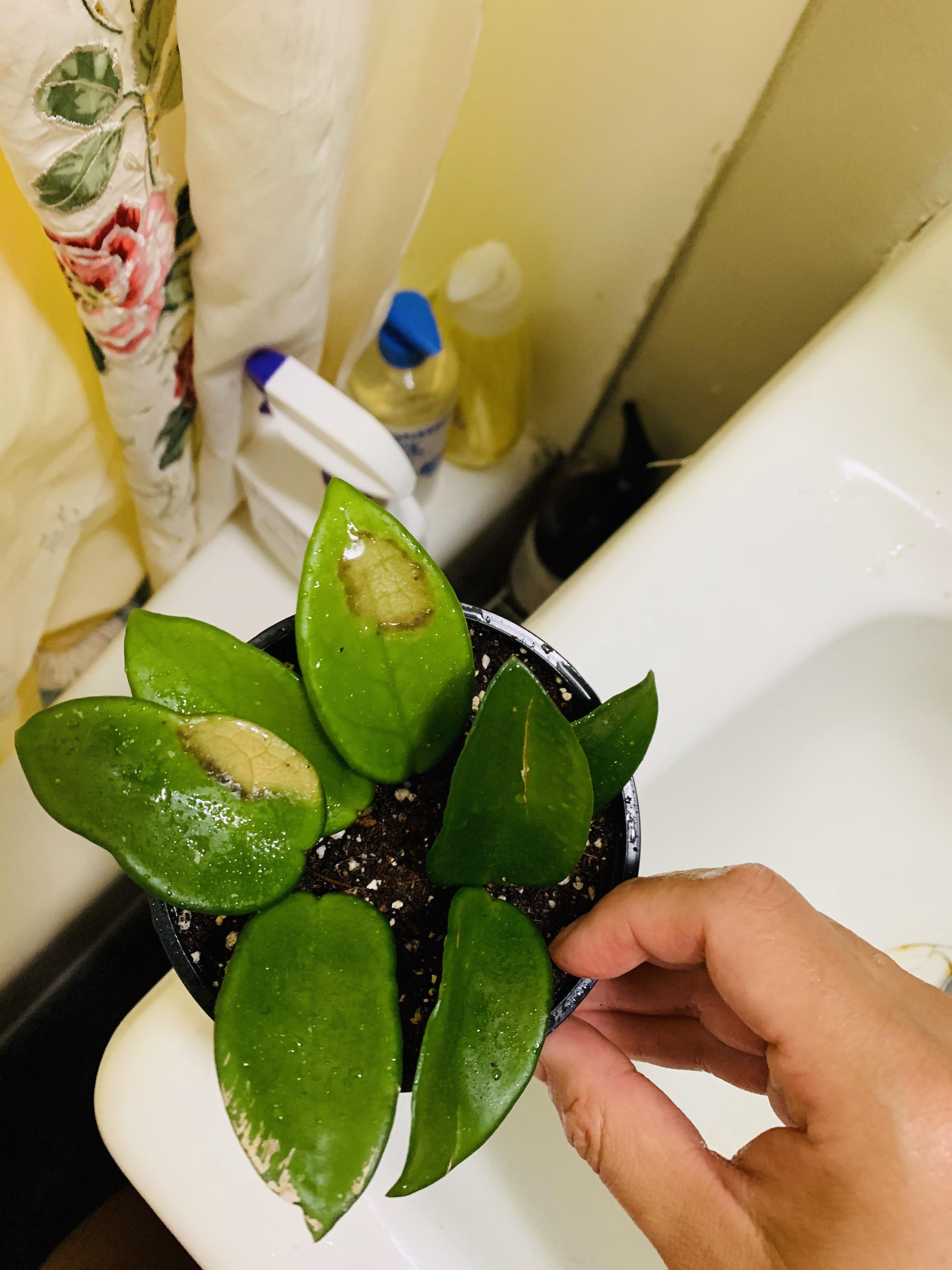 What are these spots on my Hoya? The leaves are firm r/hoyas