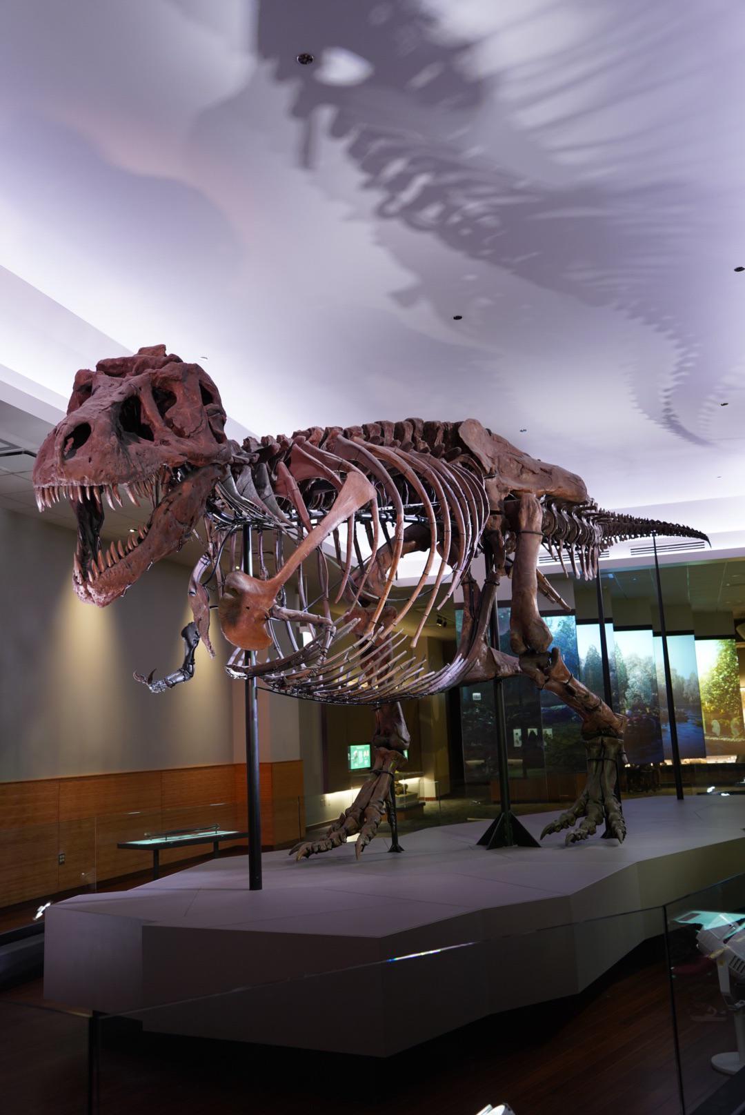 We out here. Largest Trex in the world. Sue. r/Dinosaurs