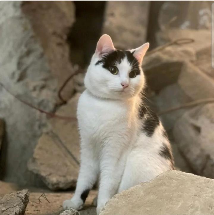 Nico and Schnitzel the cats playing in A Quiet Place Day One! They stole the show! r/cats