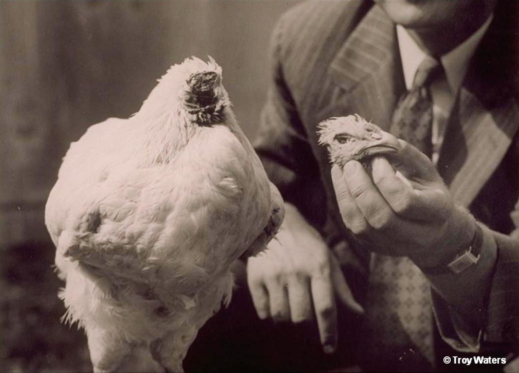 Mike the headless chicken lived 18 months without head! r/natureismetal