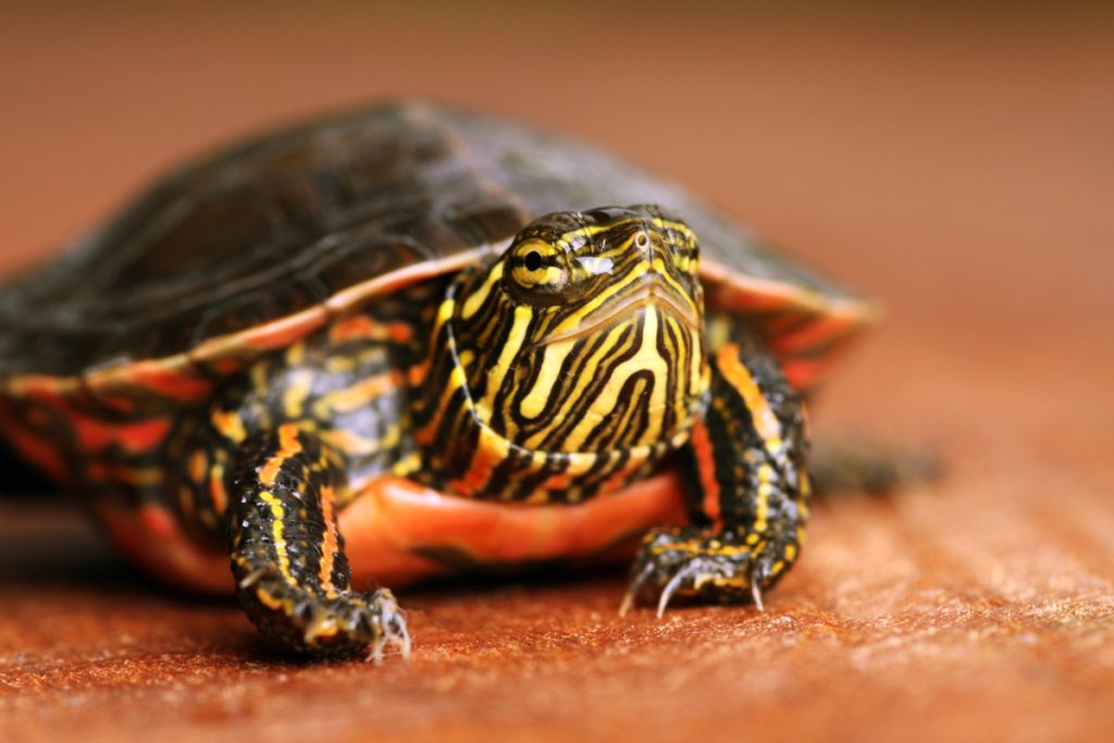Painted turtles survive winter in freezing ponds by breathing through