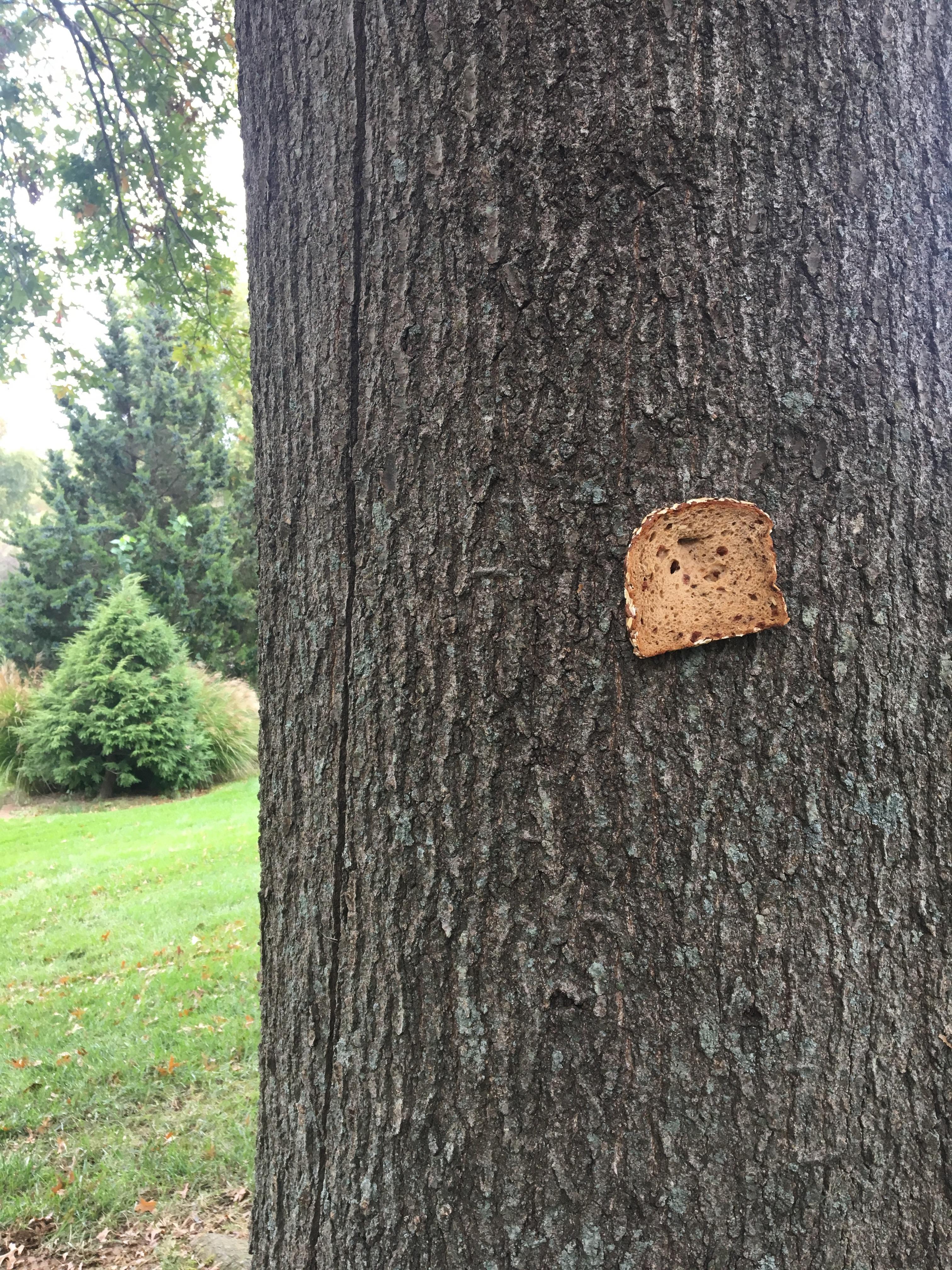 419 best Ap Royal Oak images on Pholder Bread Stapled To Trees