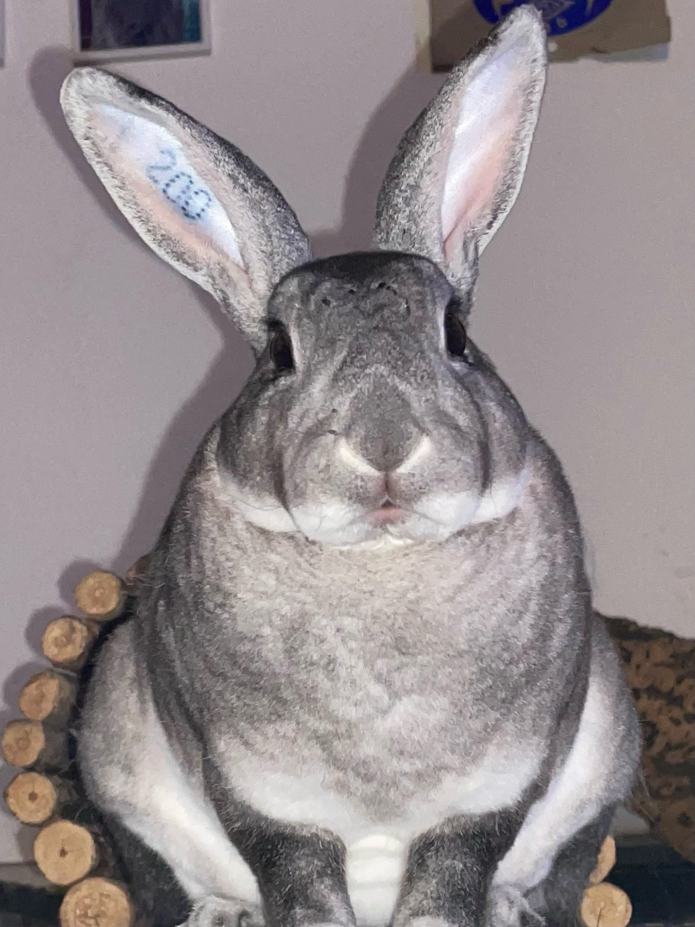 I just caught him in the bathroom eating toilet paper. Here is his