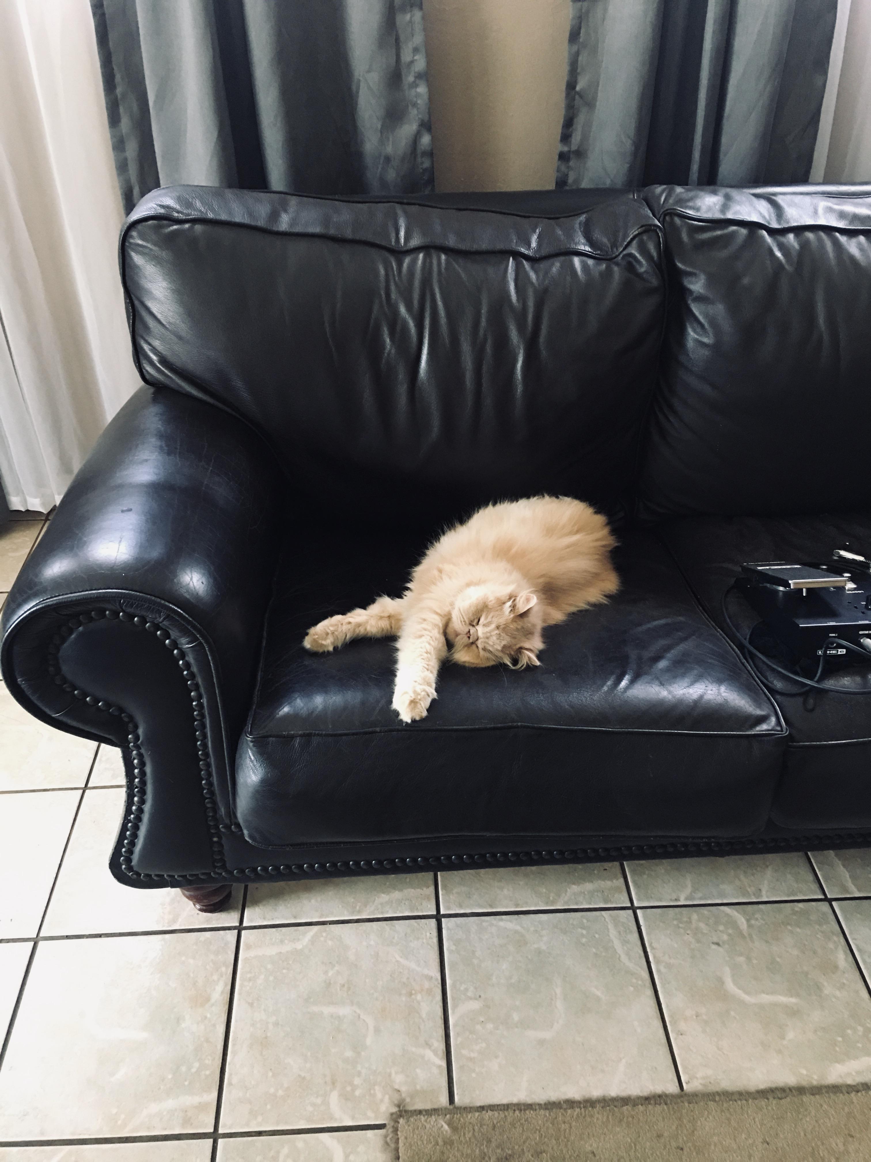 Just my fluffy cat 🐈‍⬛ r/aww