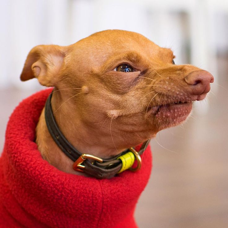 Dog With Overbite Meme