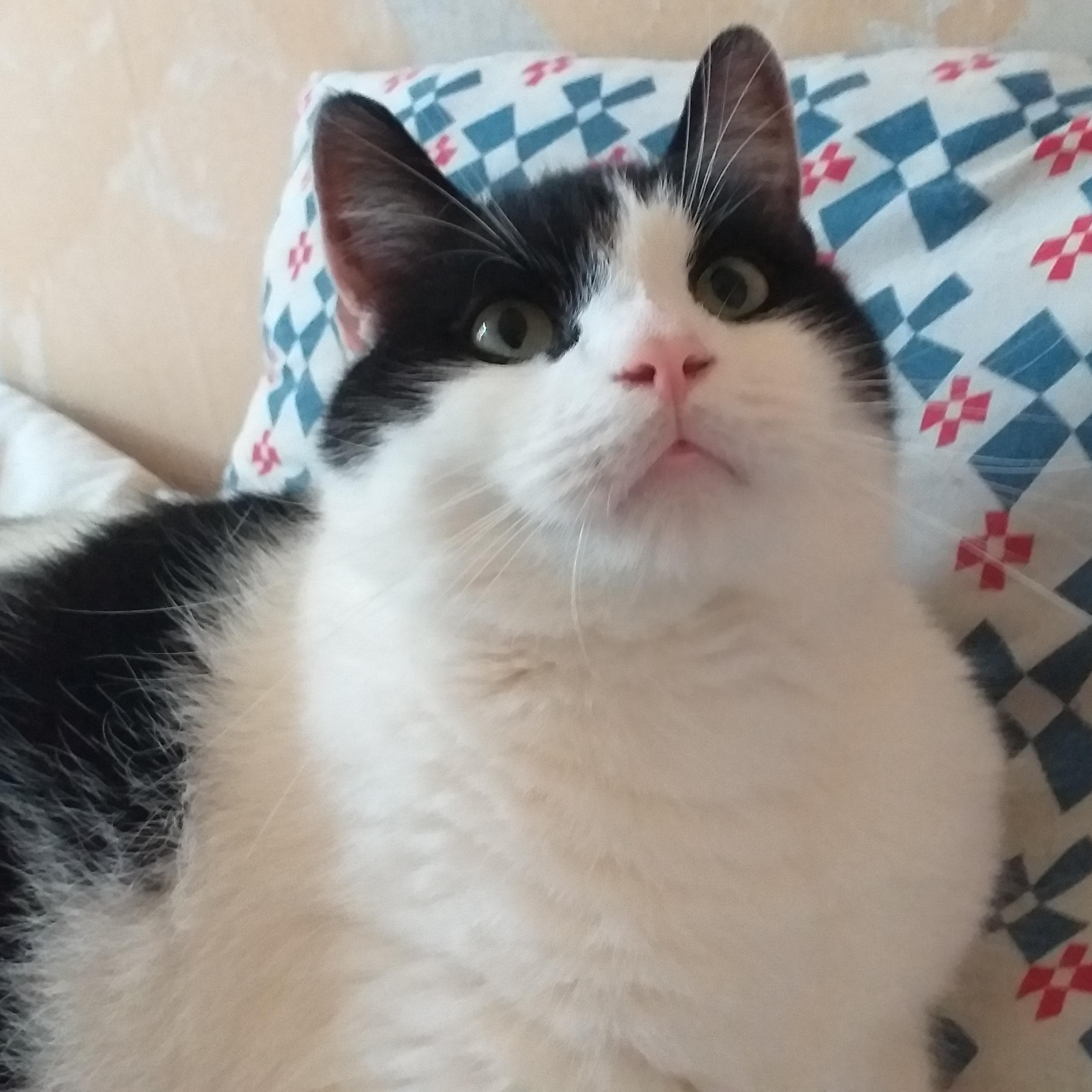 My cat looks like a raccoon r/cats