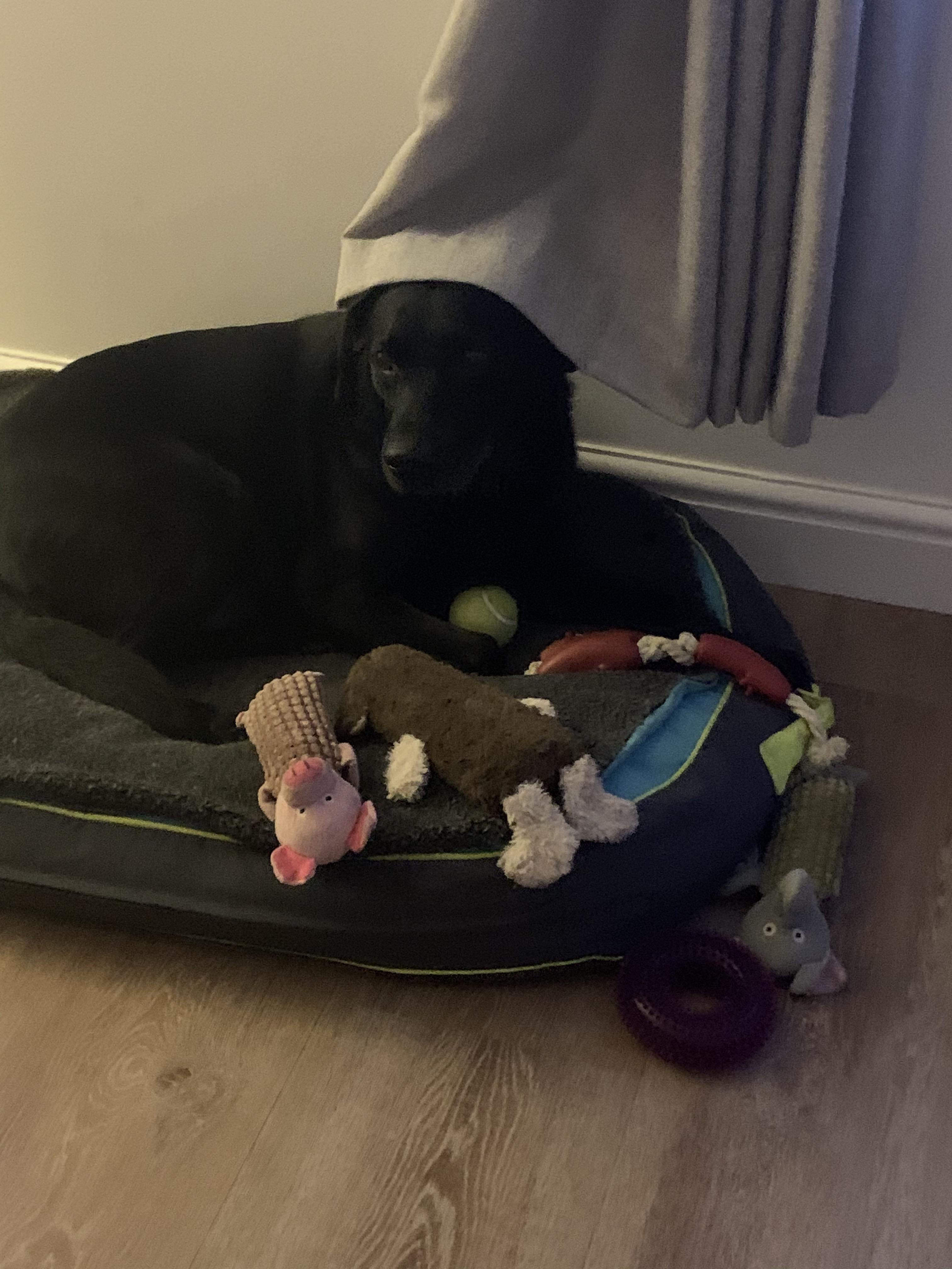 How’s my dog his breathe stinks r/WillNE