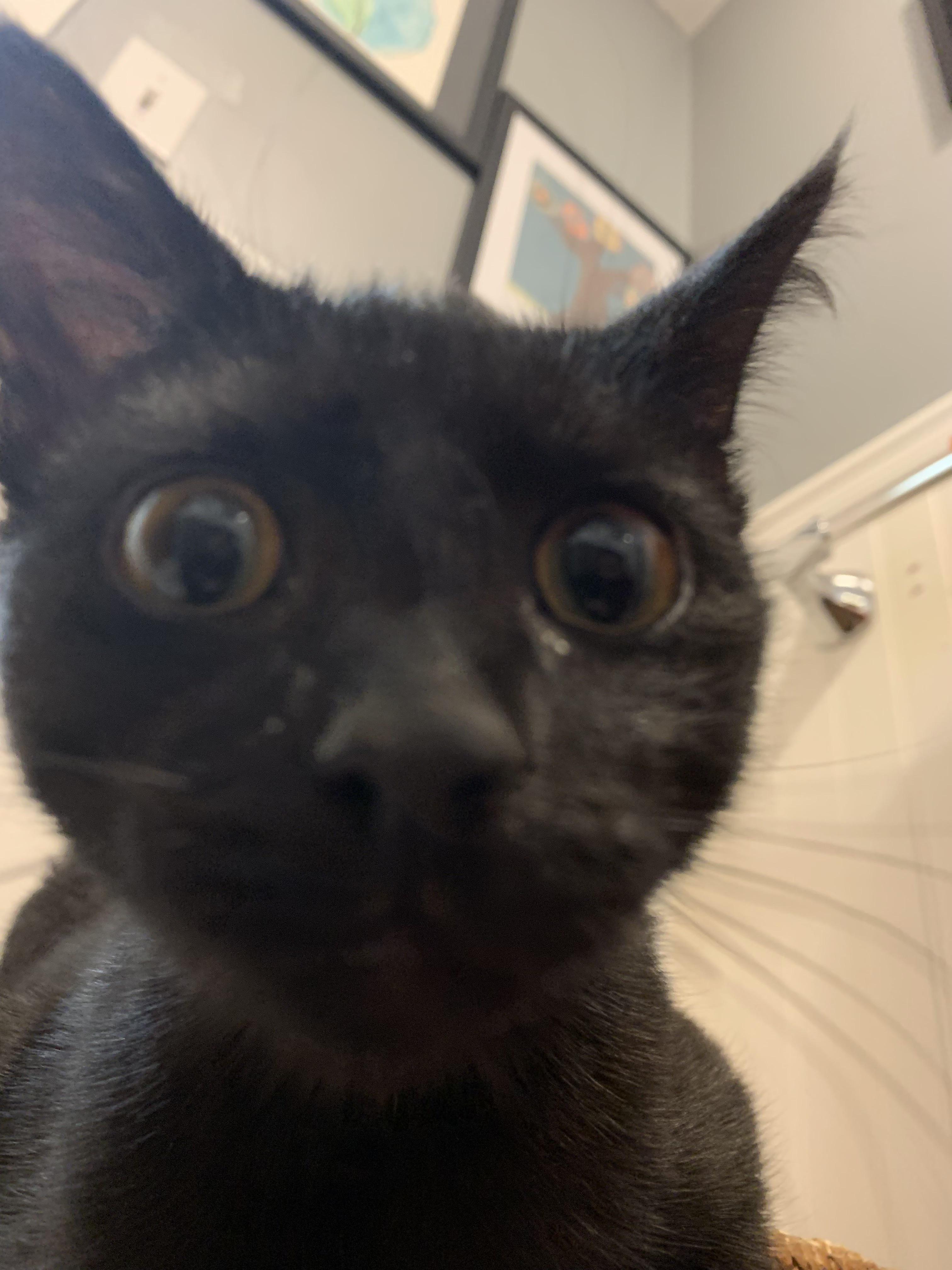 Katniss the cat r/cats