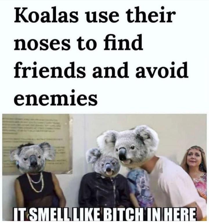 Koalas playing among us r/memes