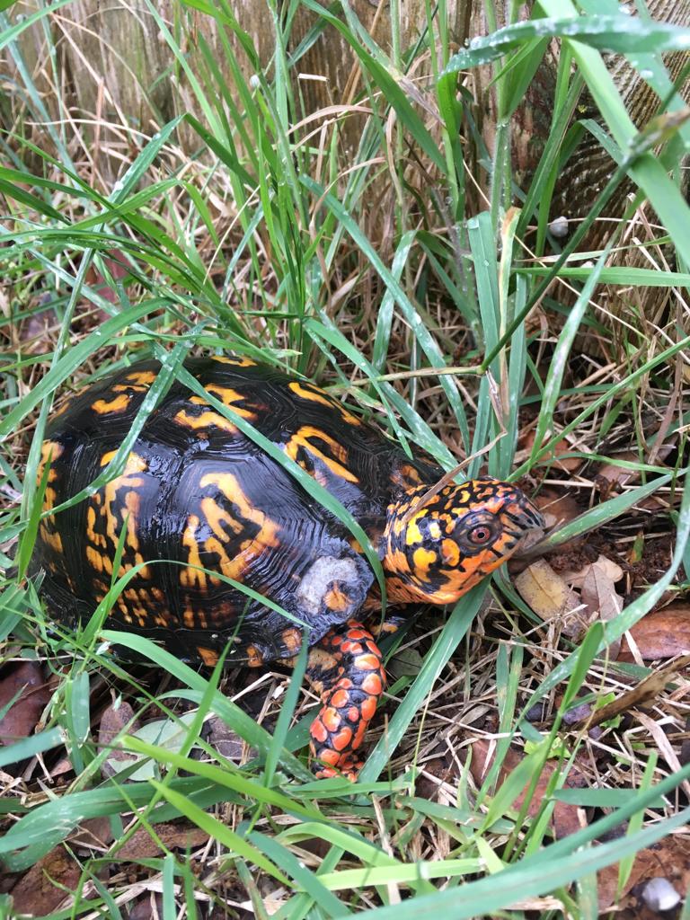 Found this guy in my yard, is it native to San Antonio Texas area? r/turtles