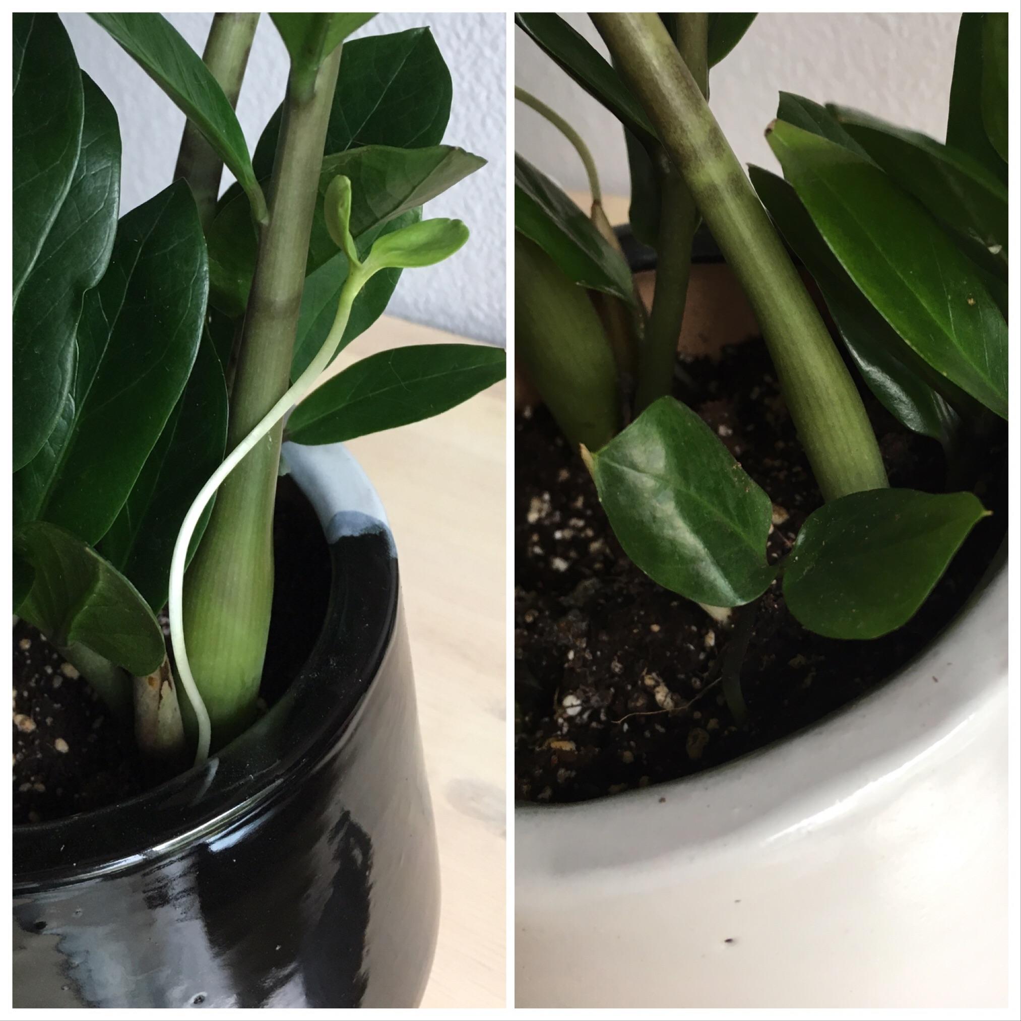 What is this growing in my ZZ plant? Details in comments. r/houseplants