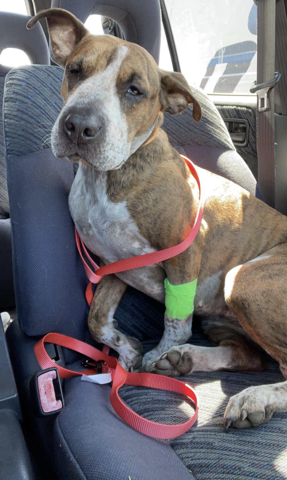 35 Hilarious Dental anesthesia Puns Punstoppable 🛑