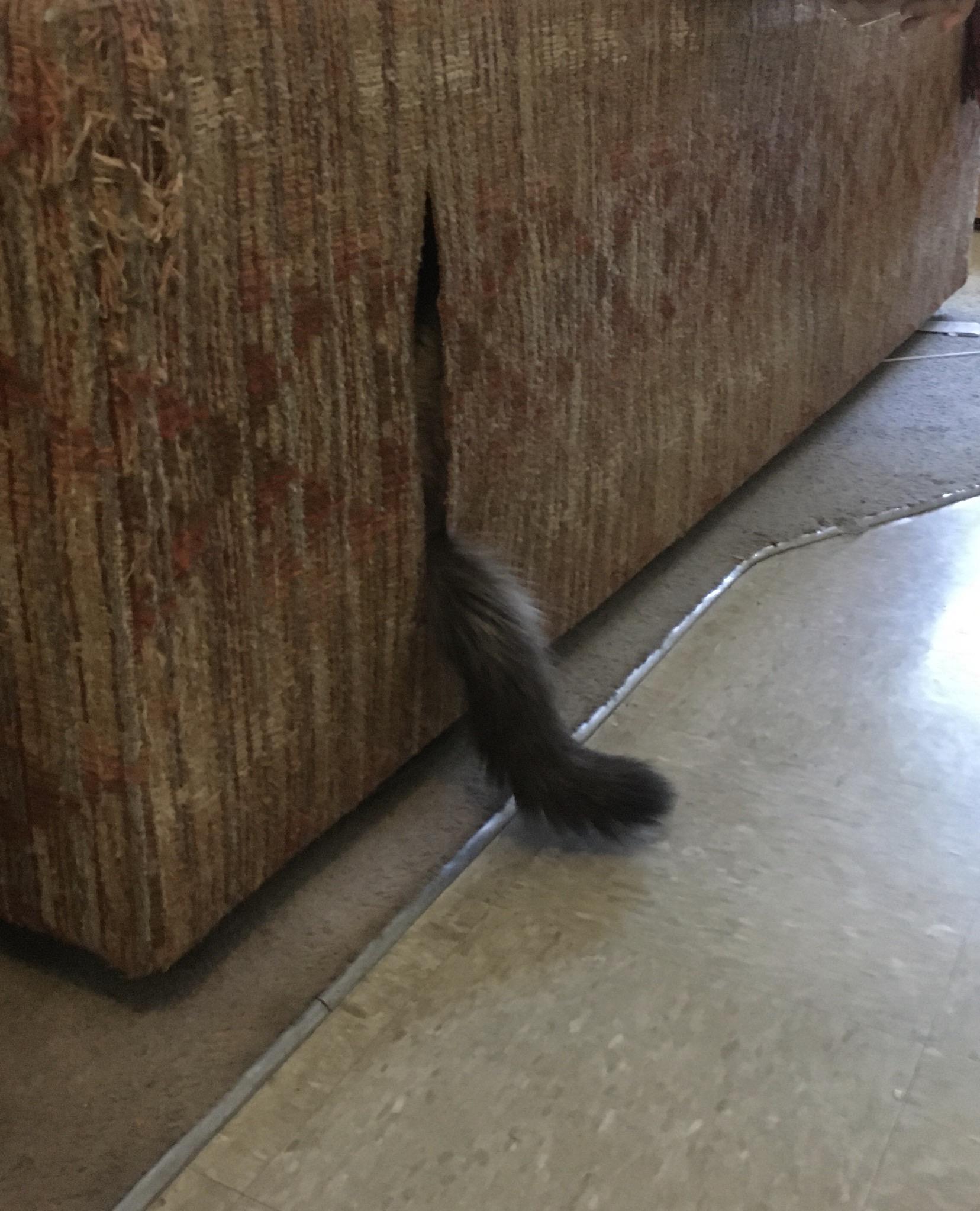 She found a hole in the couch : r/AnimalsBeingDerps