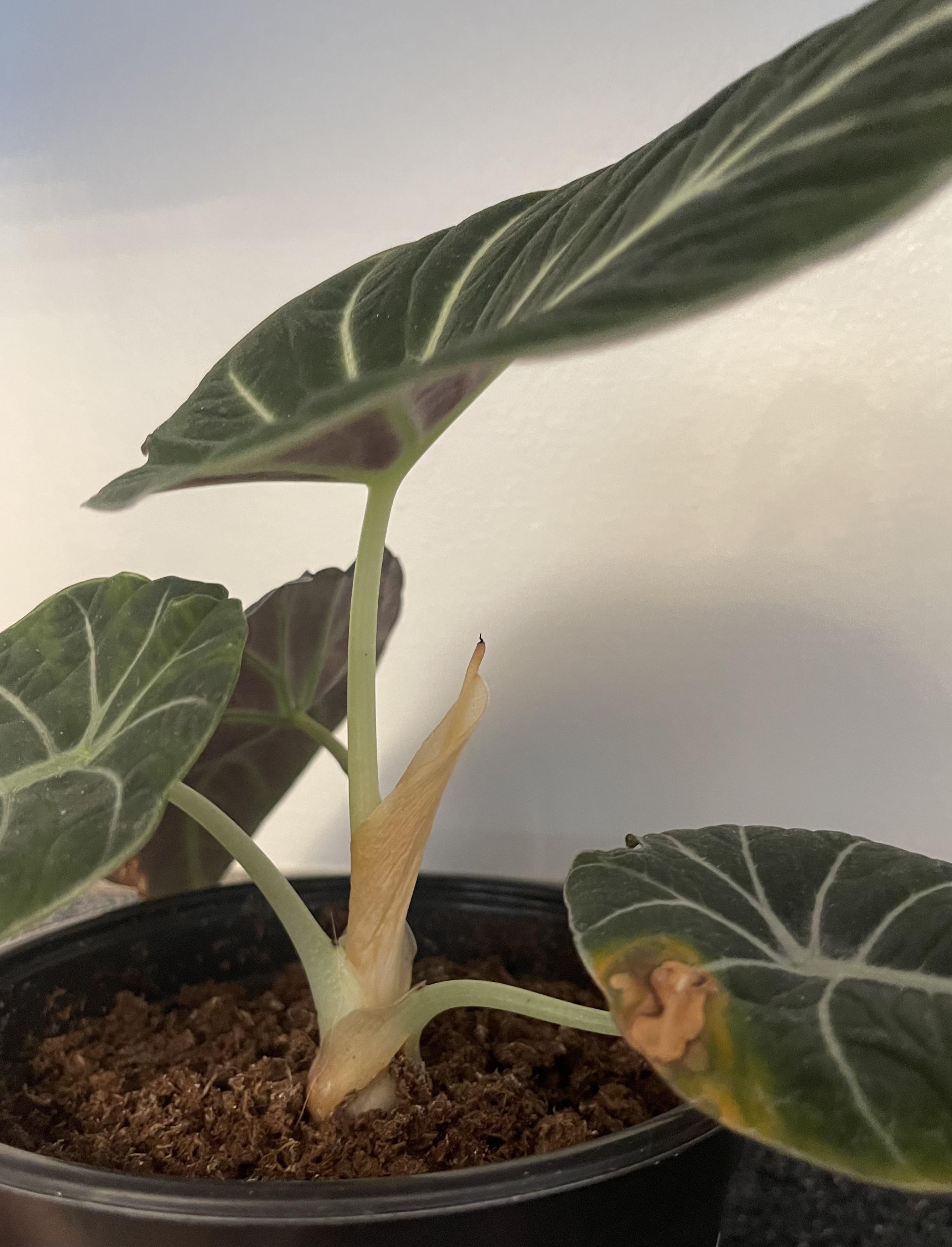 Posts by u/PhilODendron ・ popular.pics ・ Viewer for Reddit