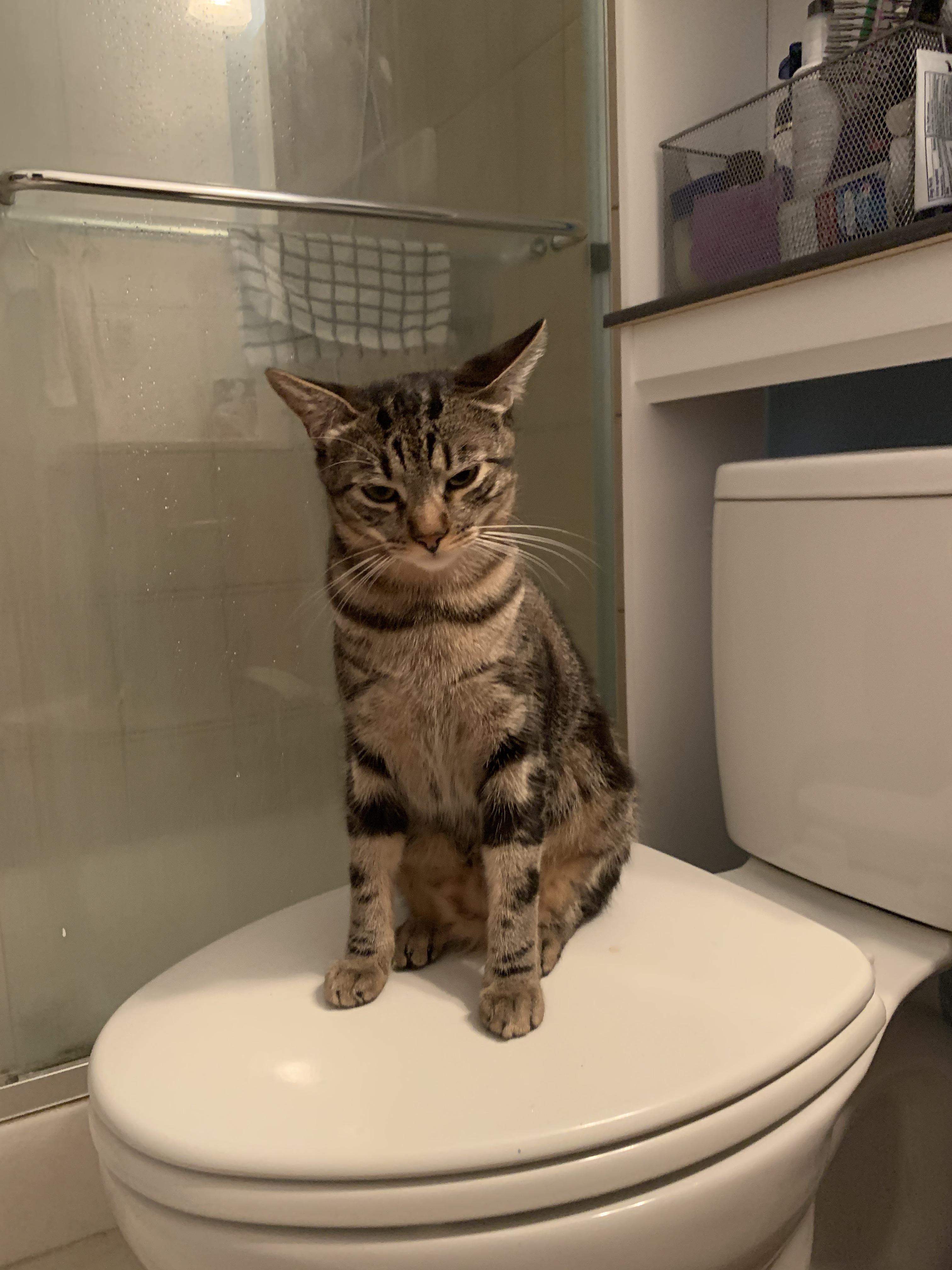 Potty training 101 we are making some progress here r/cats