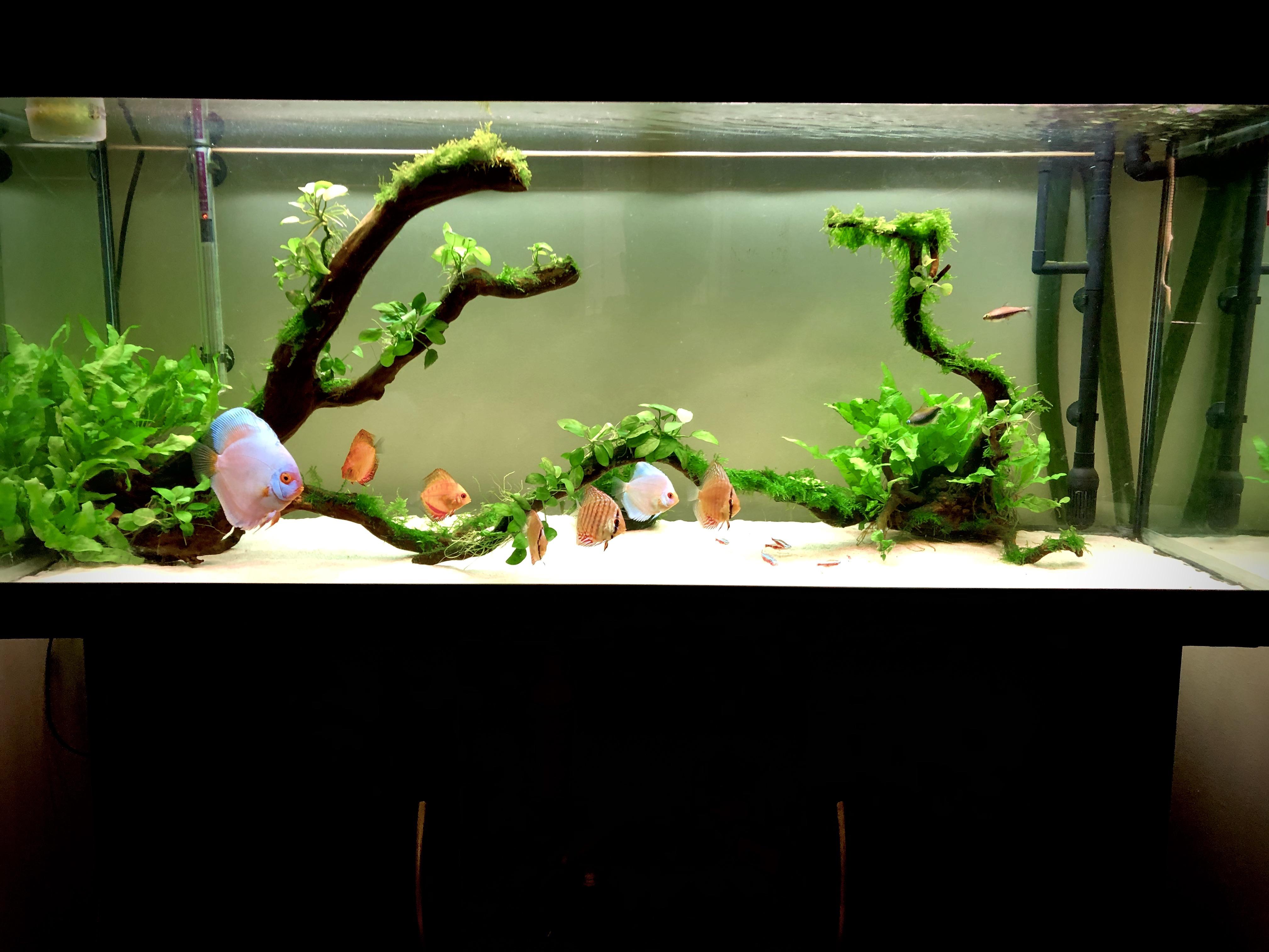 Discus Planted Tank Water Change Aquascape Ideas