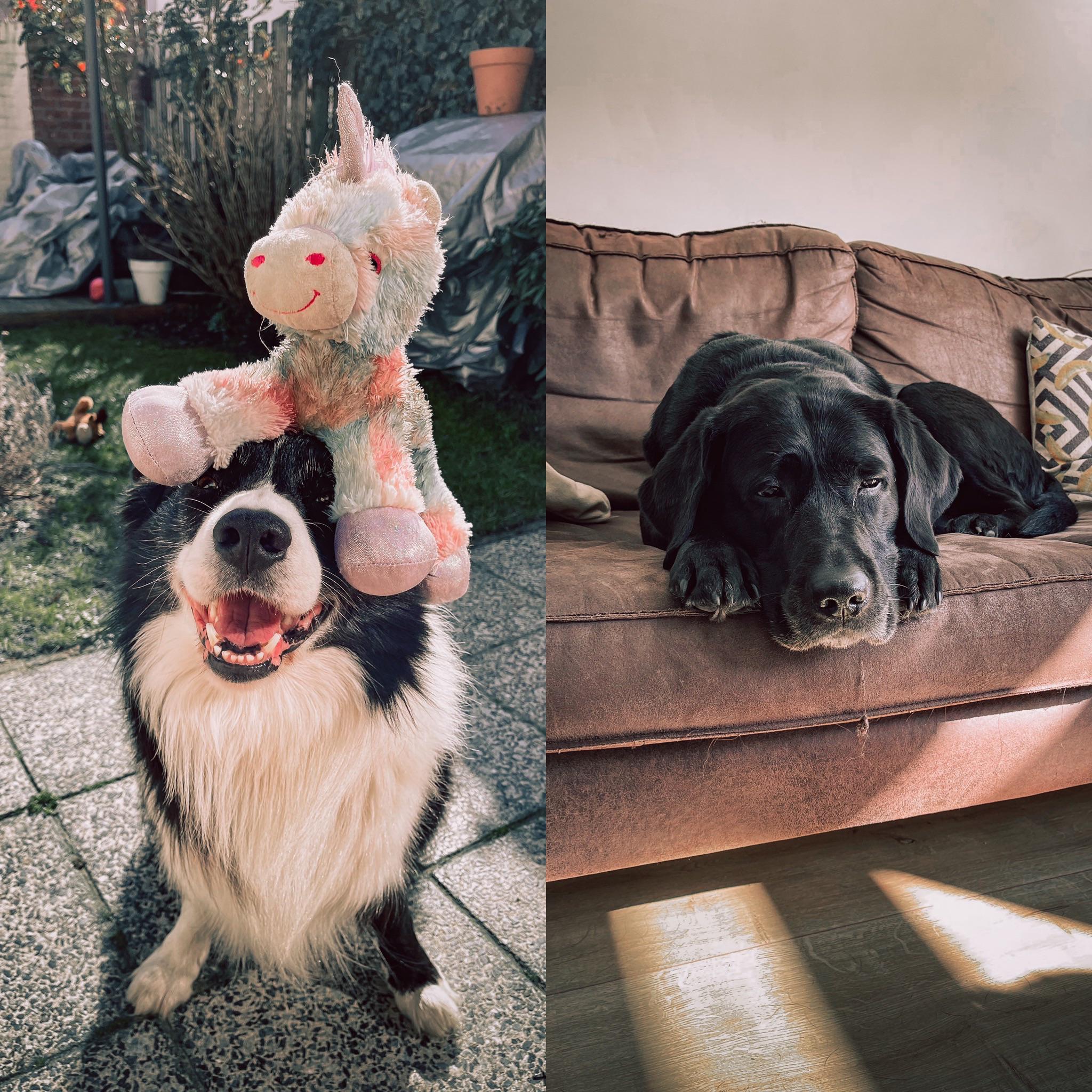 Our Border Collie VS our Labrador after a 15k walk. r/BorderCollie