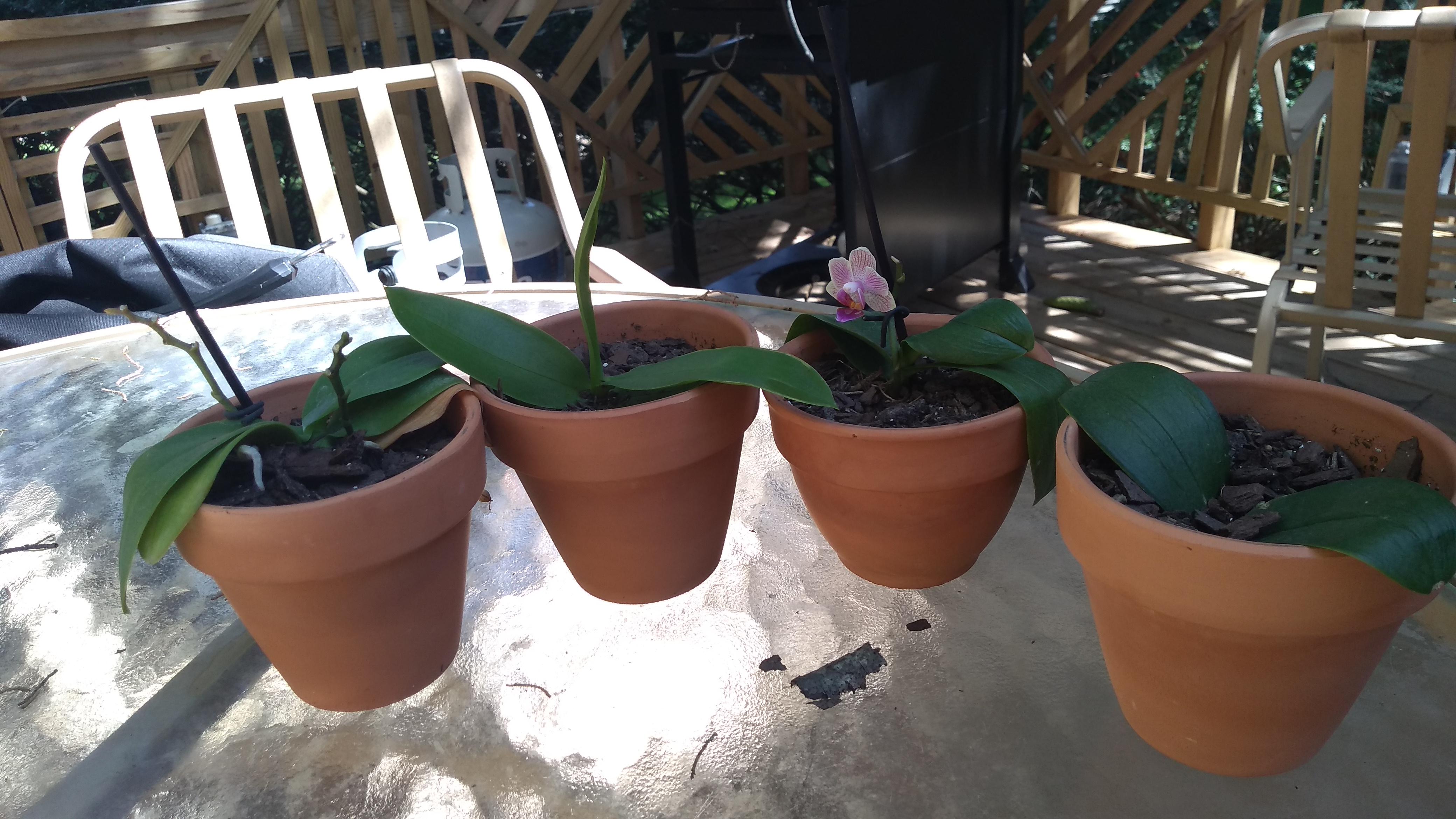 I took in someone's orchids that lost their blooms. Getting then