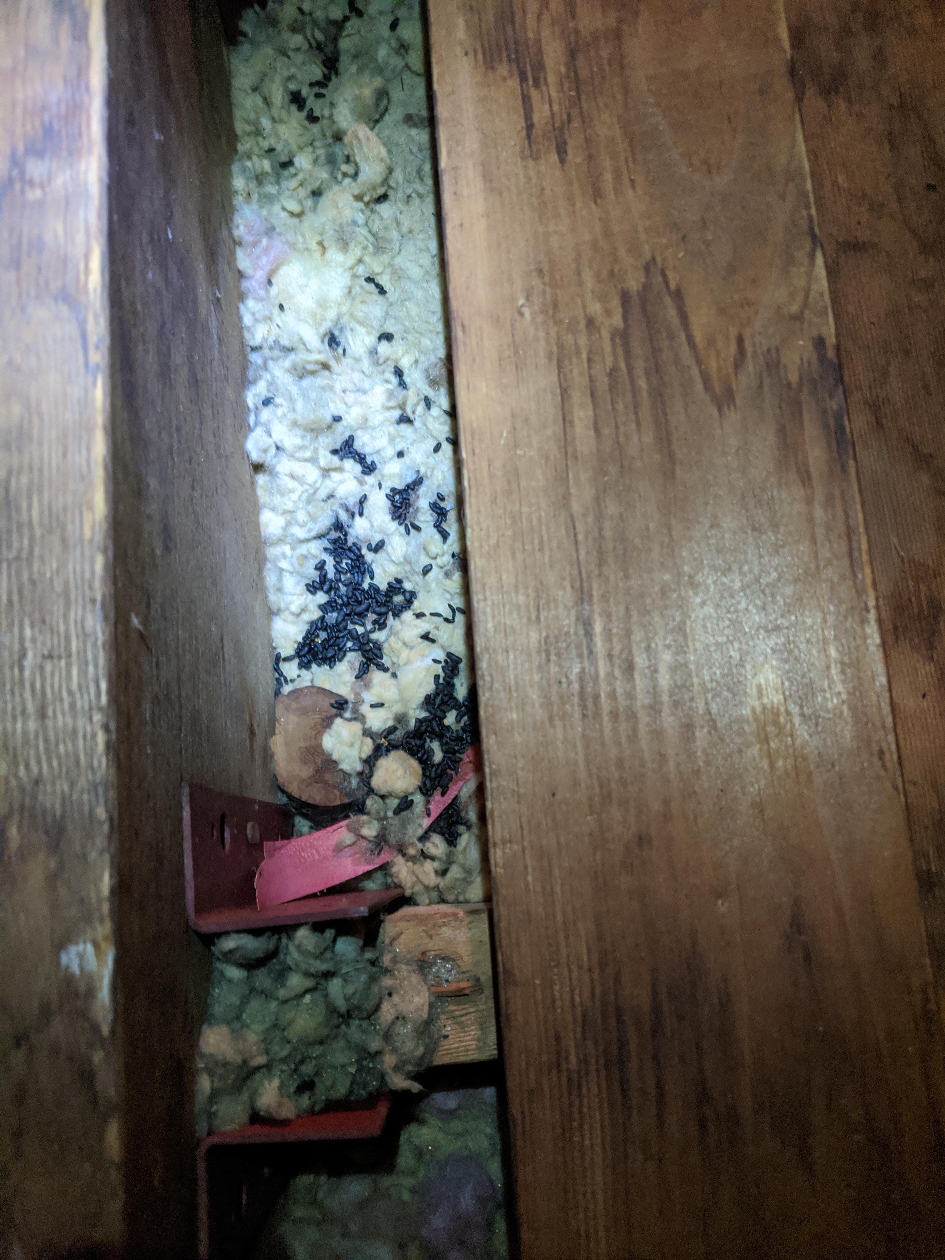Mouse droppings in attic r/exterminators