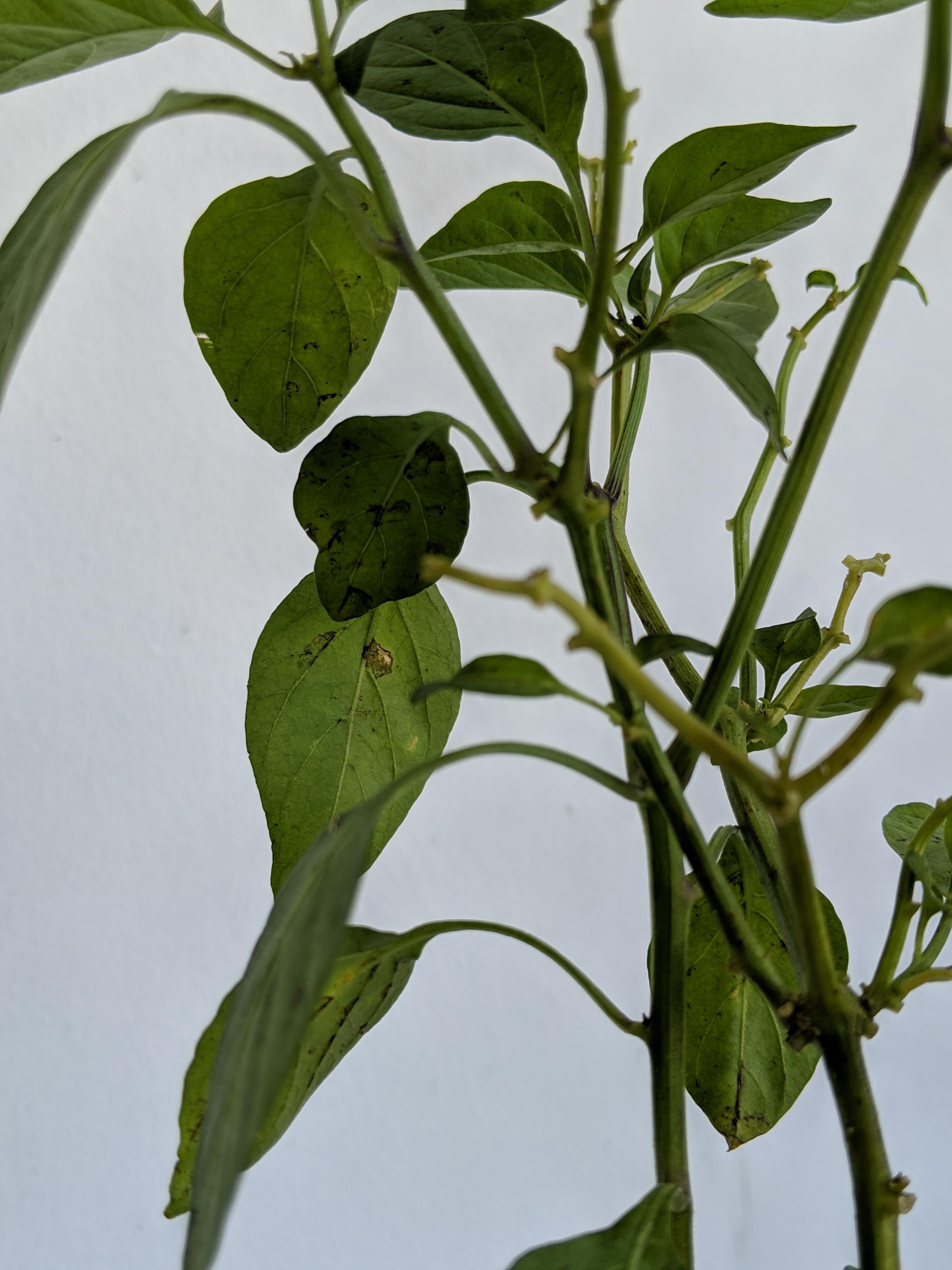 The bottom leaves of my pepper plant have black splotches on their underside. Details leading up