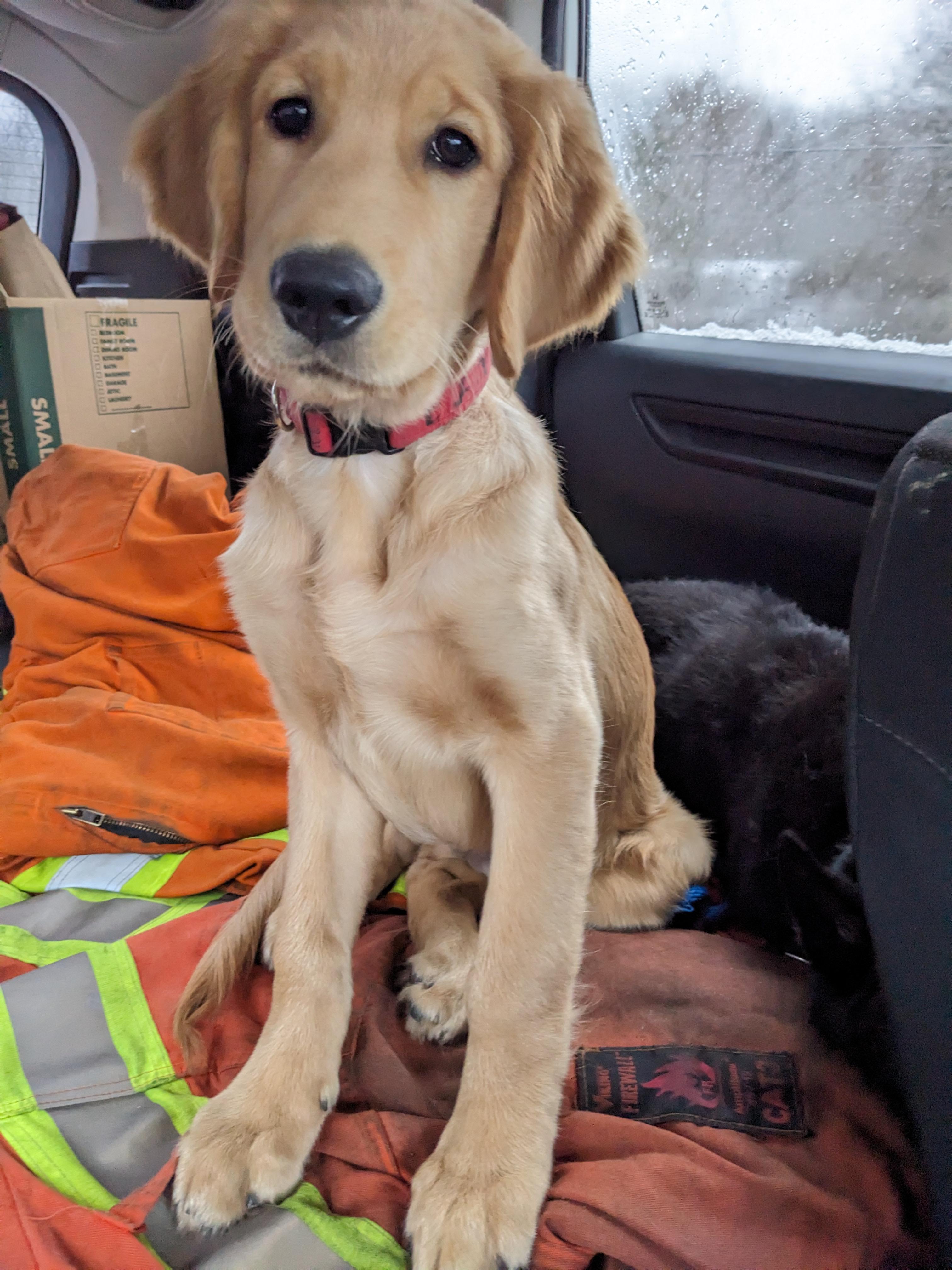 My handsome pup is getting used to car rides! r/aww