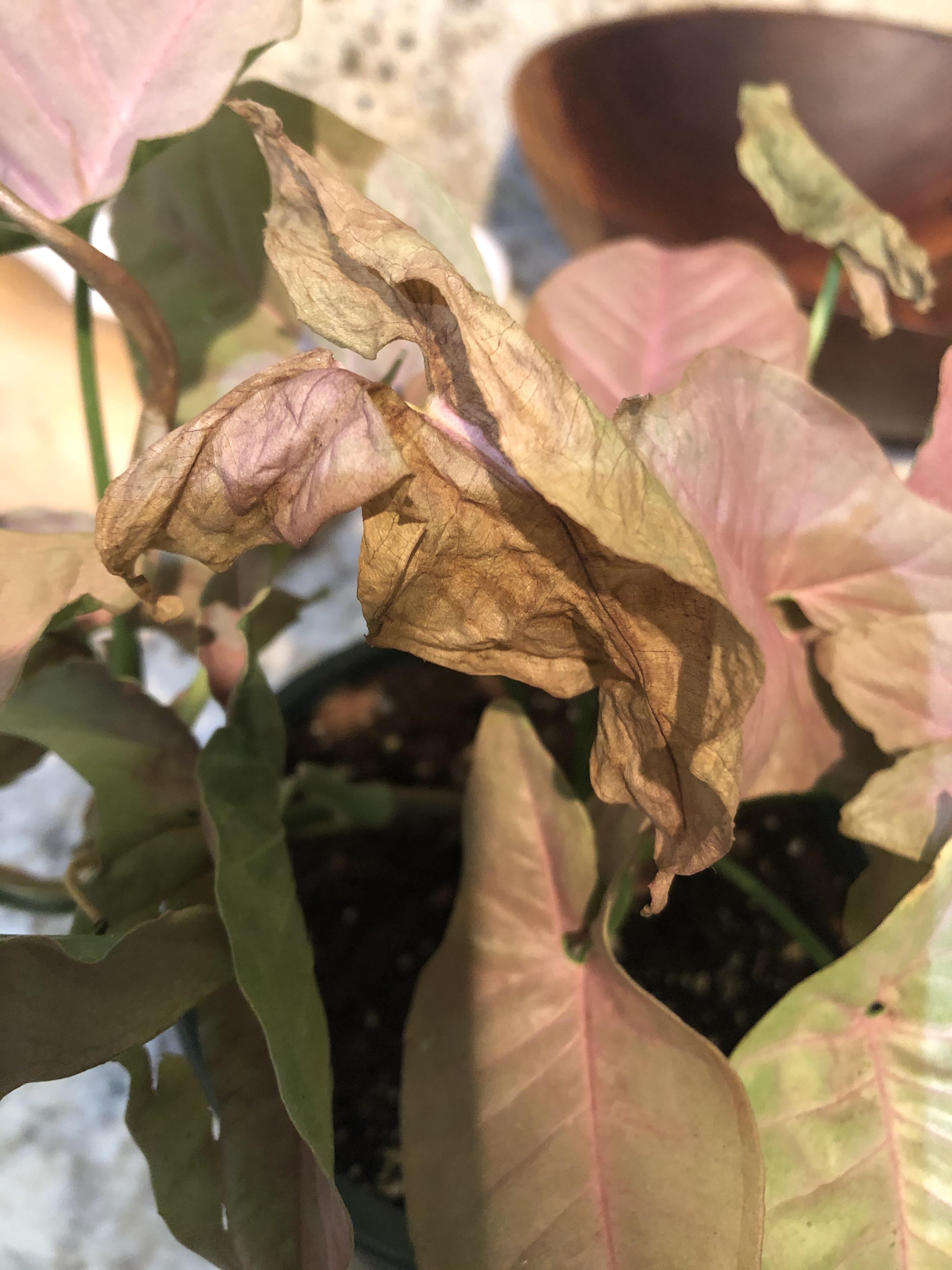 syngonium is putting out new leaves but they are turning brown before they even unfurl—more