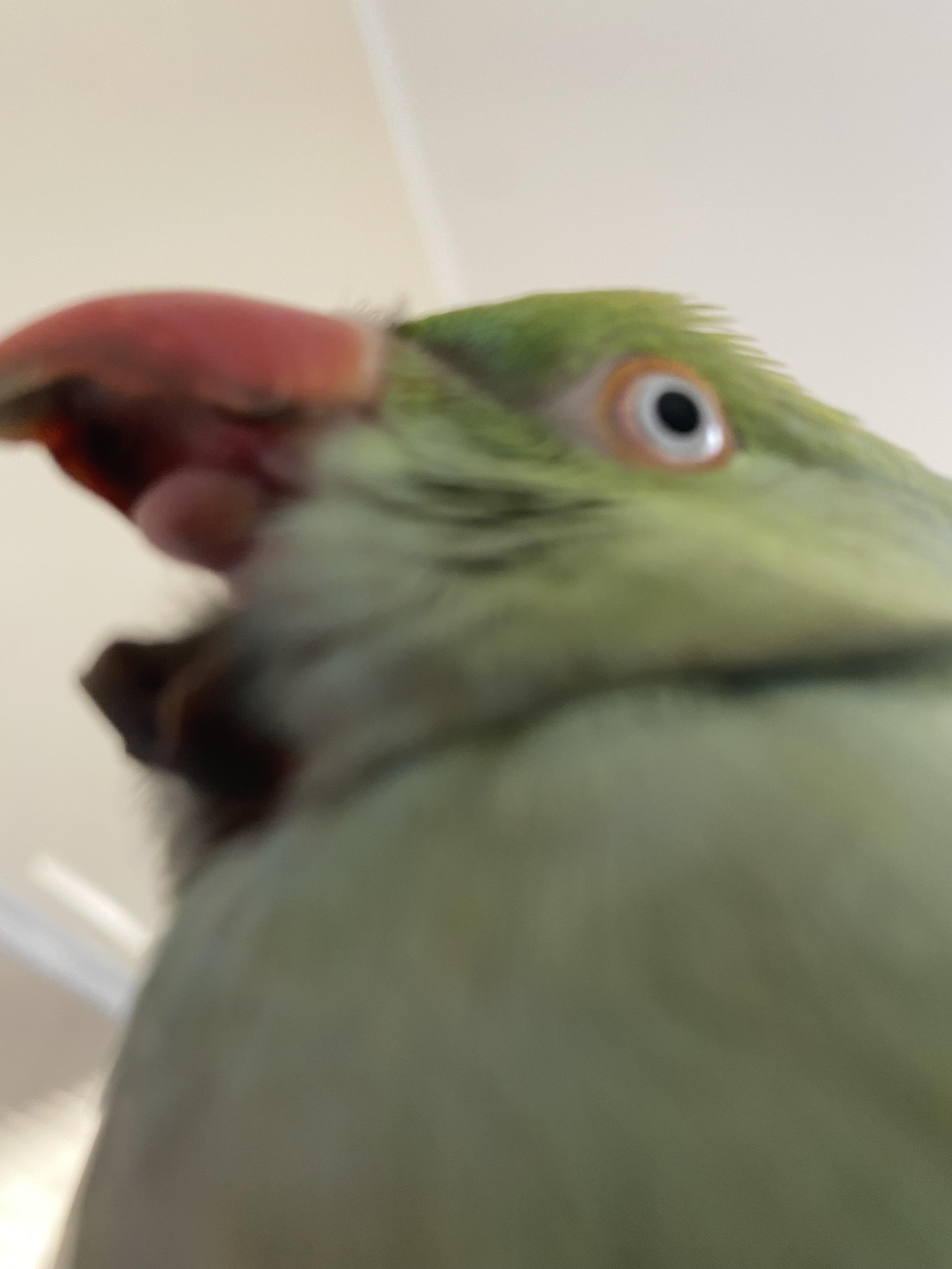 My dino yawns 🦖 r/aww