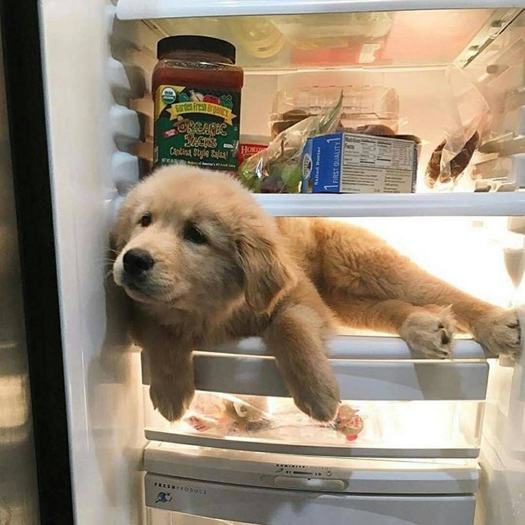 Is hot outside [Dog] r/CuteNightcap