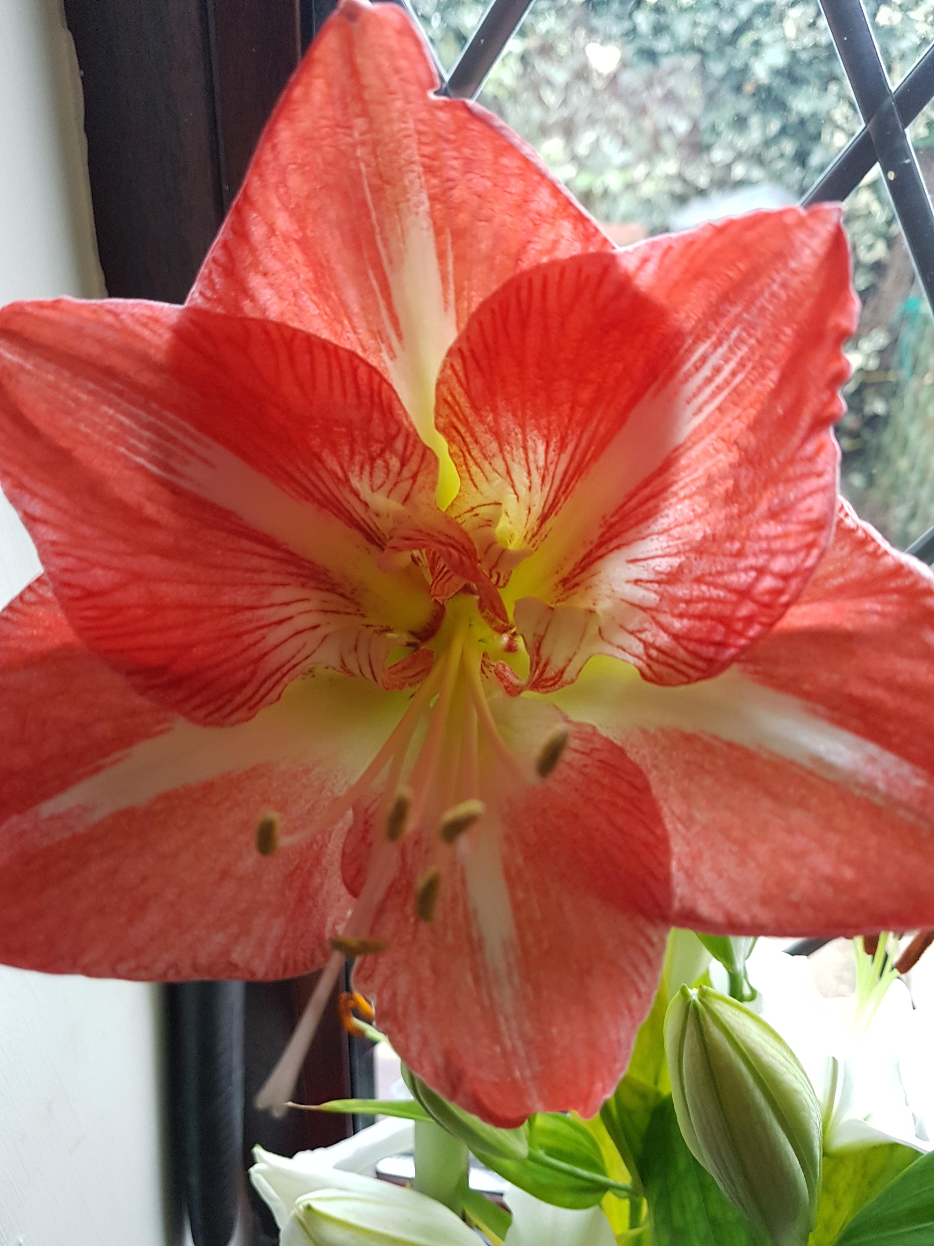 My first amaryllis has bloomed 😍 r/houseplants