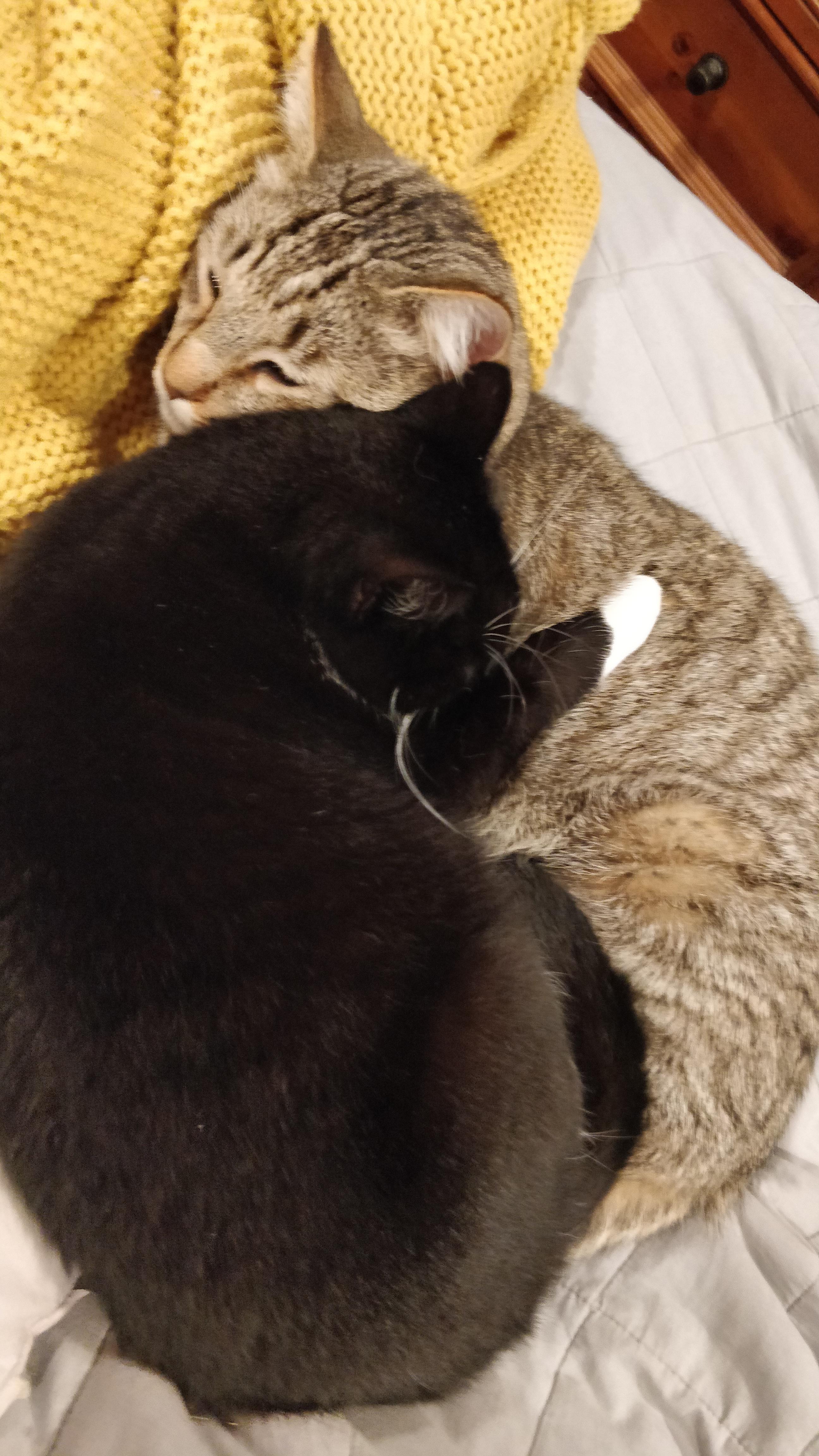 Kitty soulmates r/cats