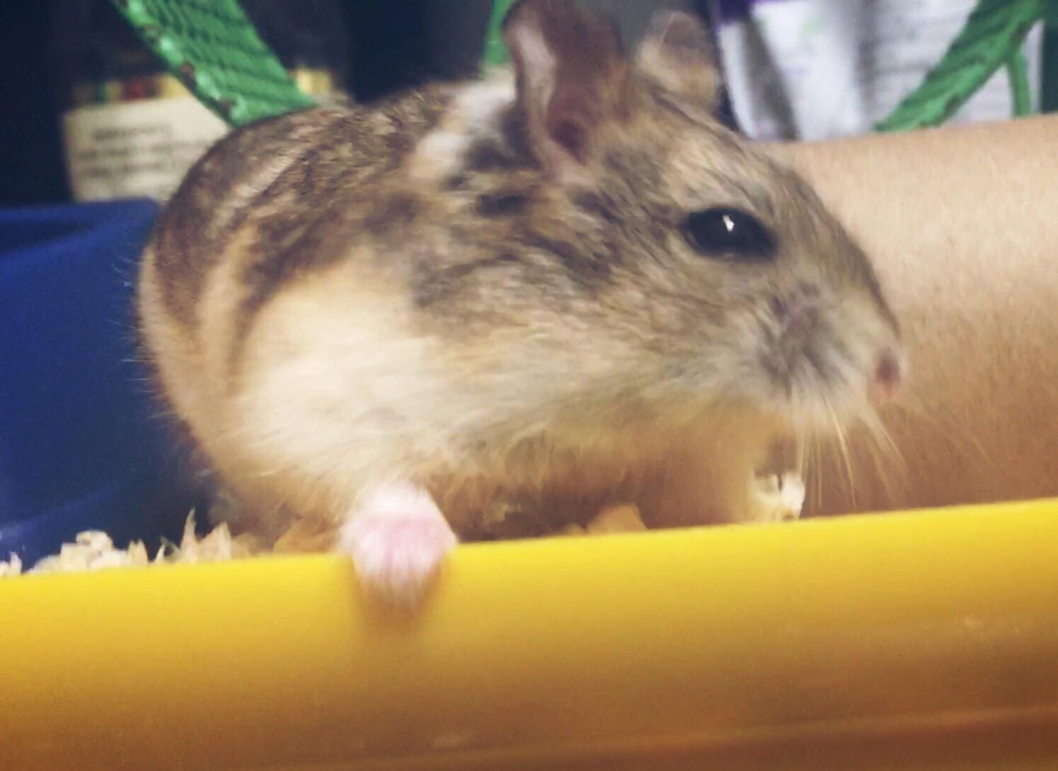 This is my hamster, Zelda. She hasn’t been very active ever since her