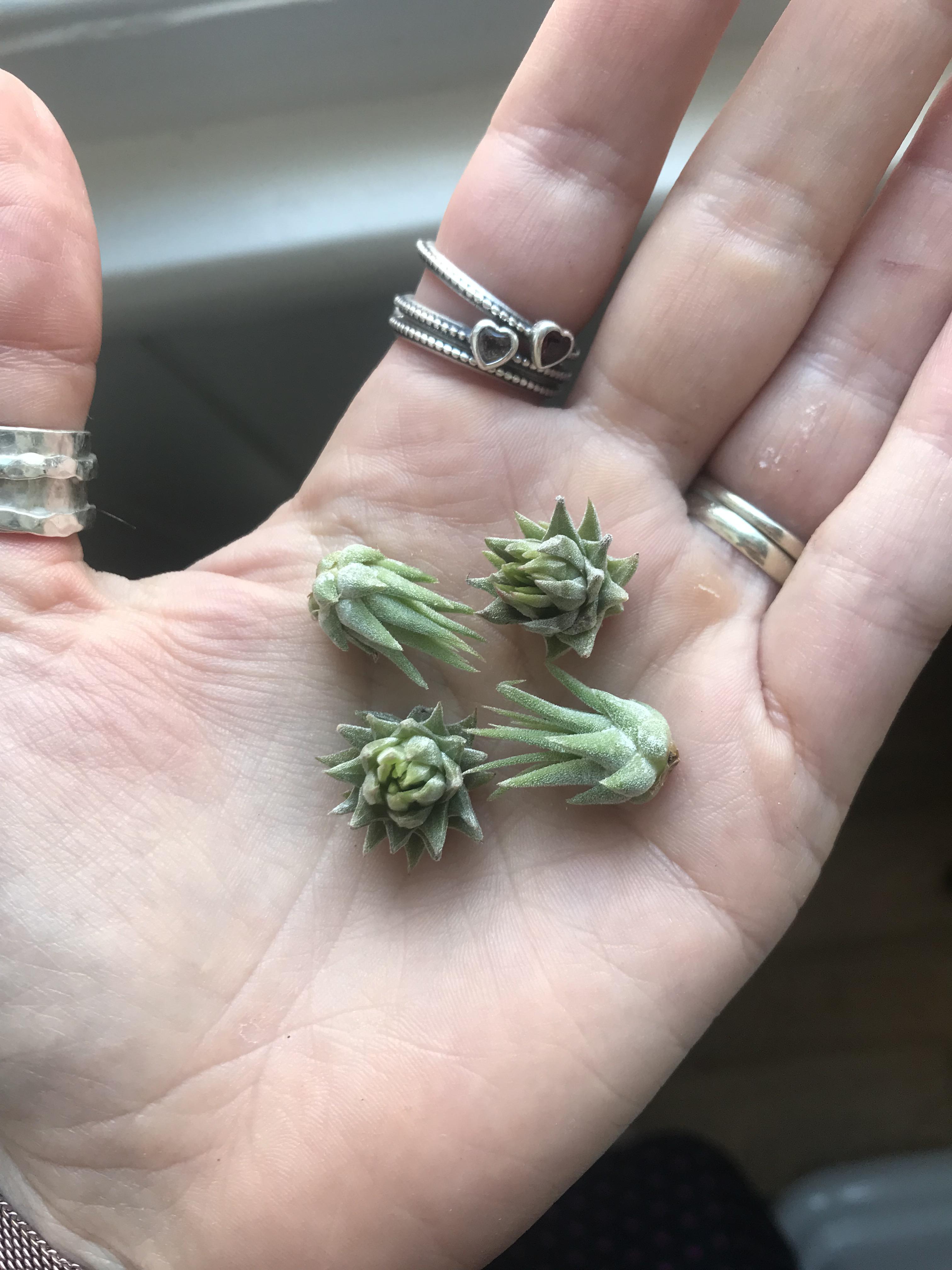 I grew my own babies 😊 r/airplants