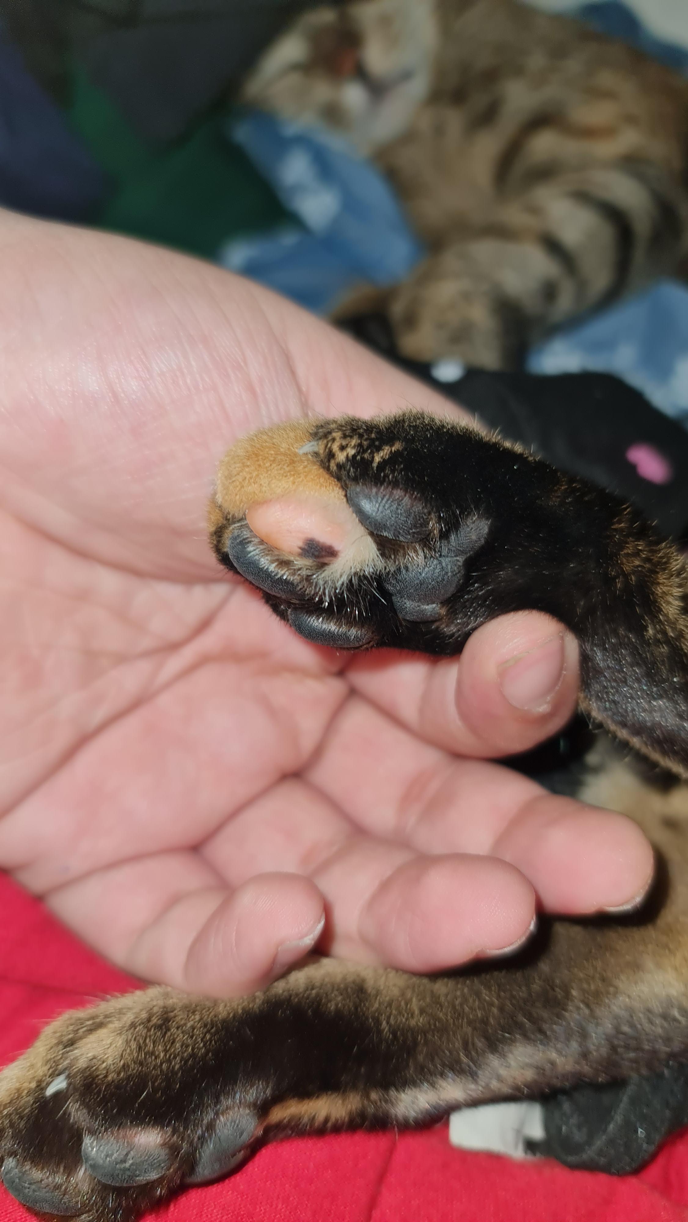 Why is one of my cat's toes different from her others? r/cats