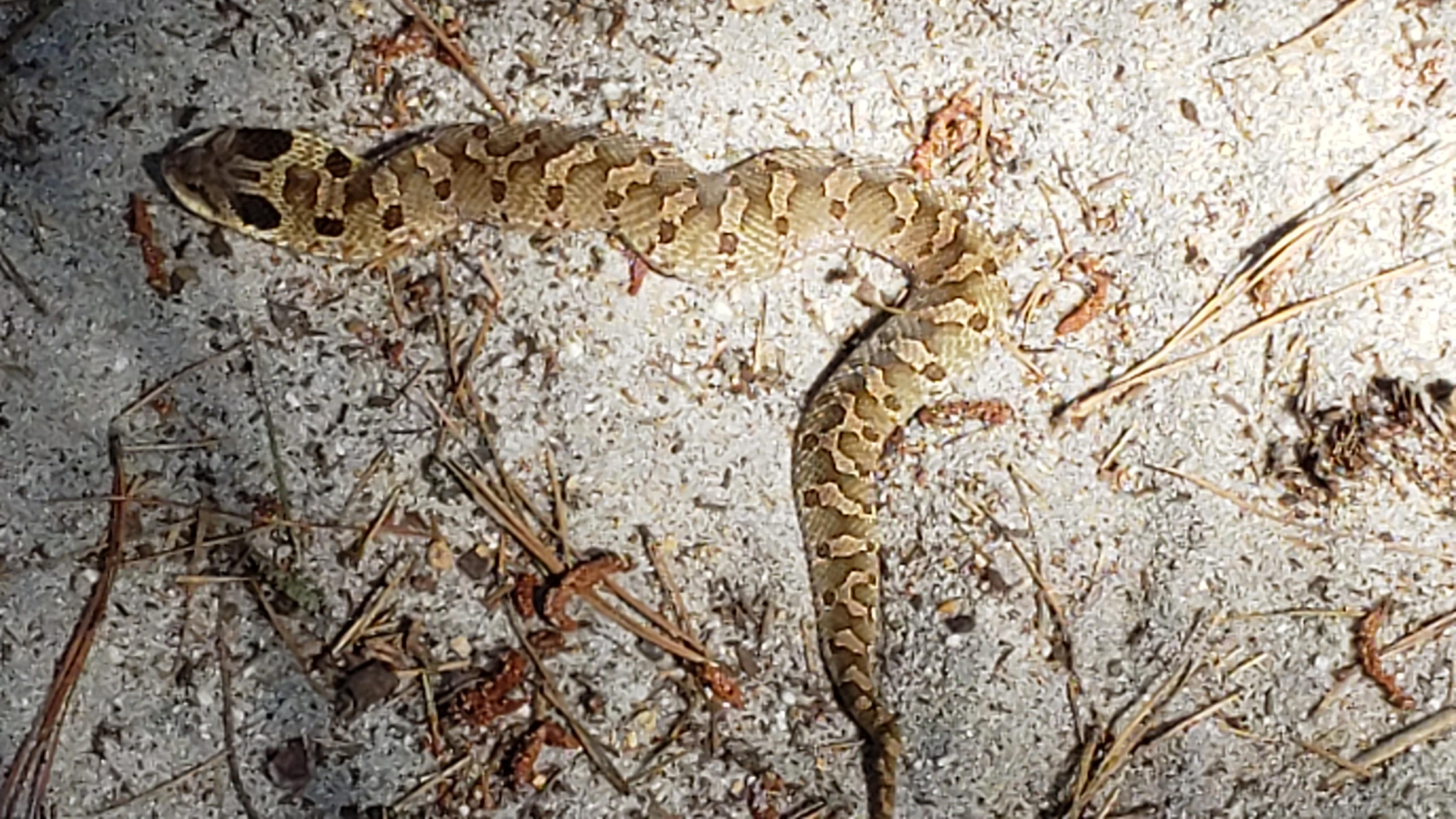 217 best Pine Barrens images on Pholder South Jersey, Newjersey and Camping