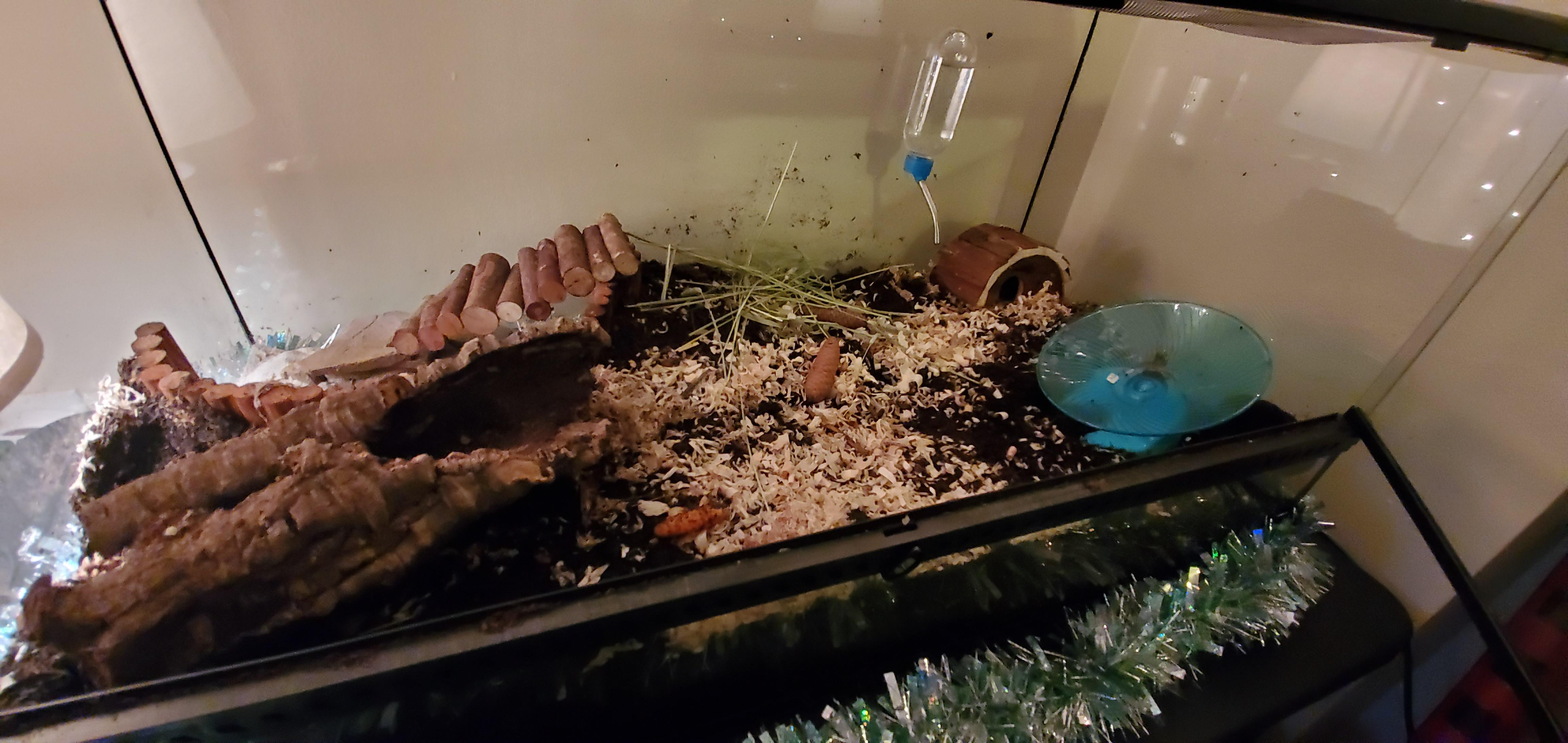My naturalistic hamster cage. 36×18×18 Exoterra. Coco fiber and Scott's