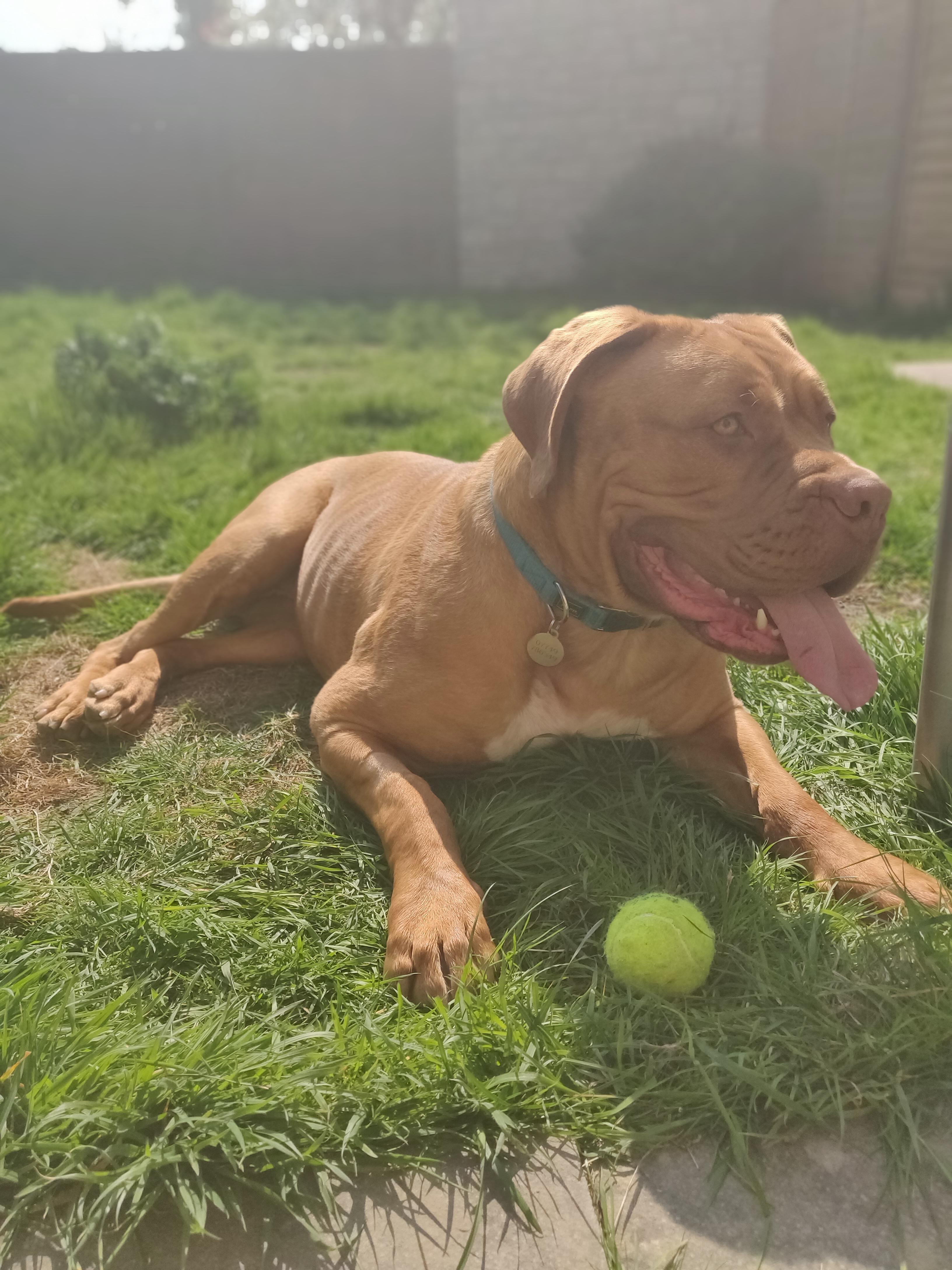 Our Dogue de Bordeaux Mia, we rescued her 5 months ago! 45kgs of pure