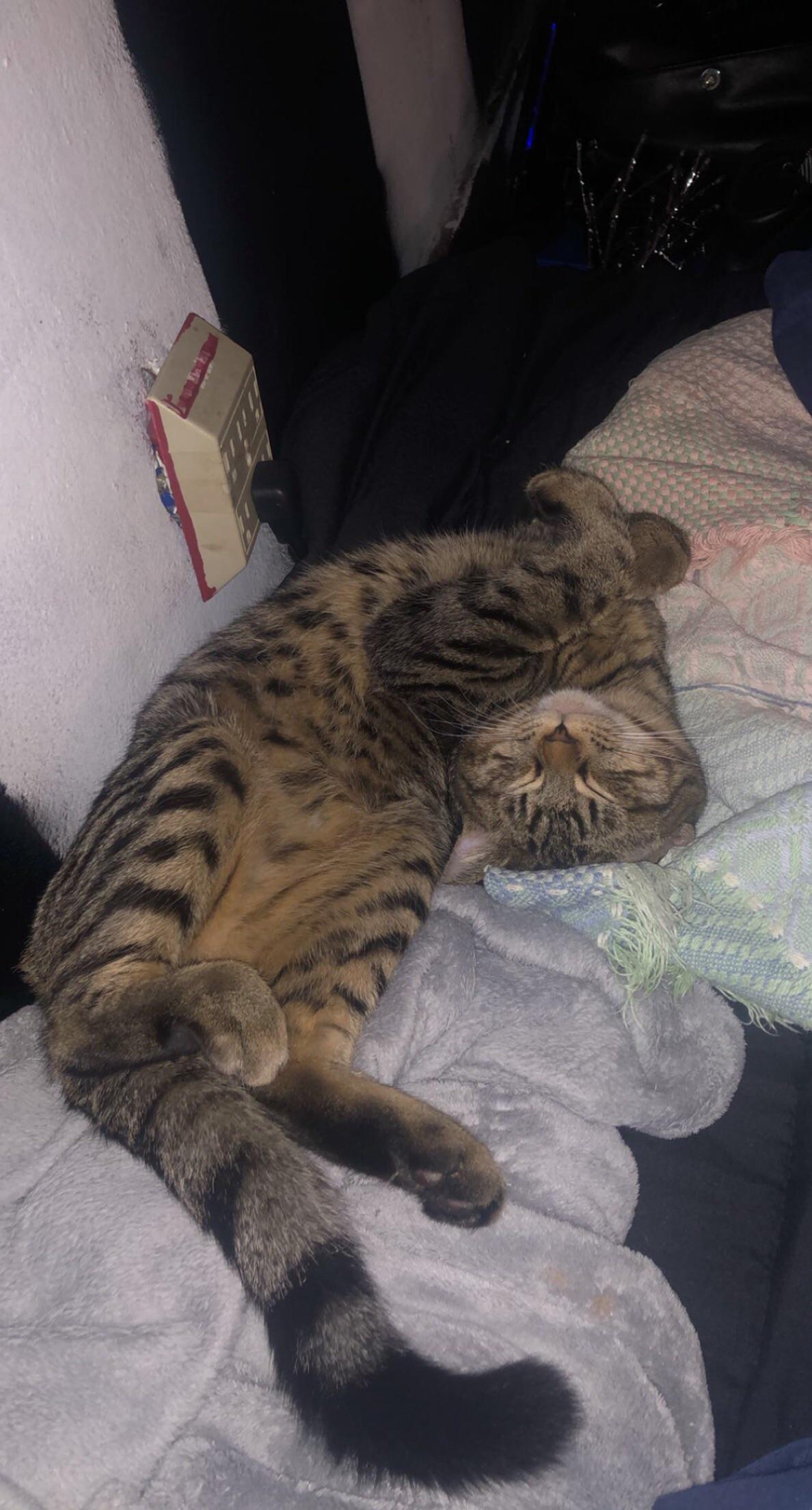 Stray cat meowing at me?? catquestions