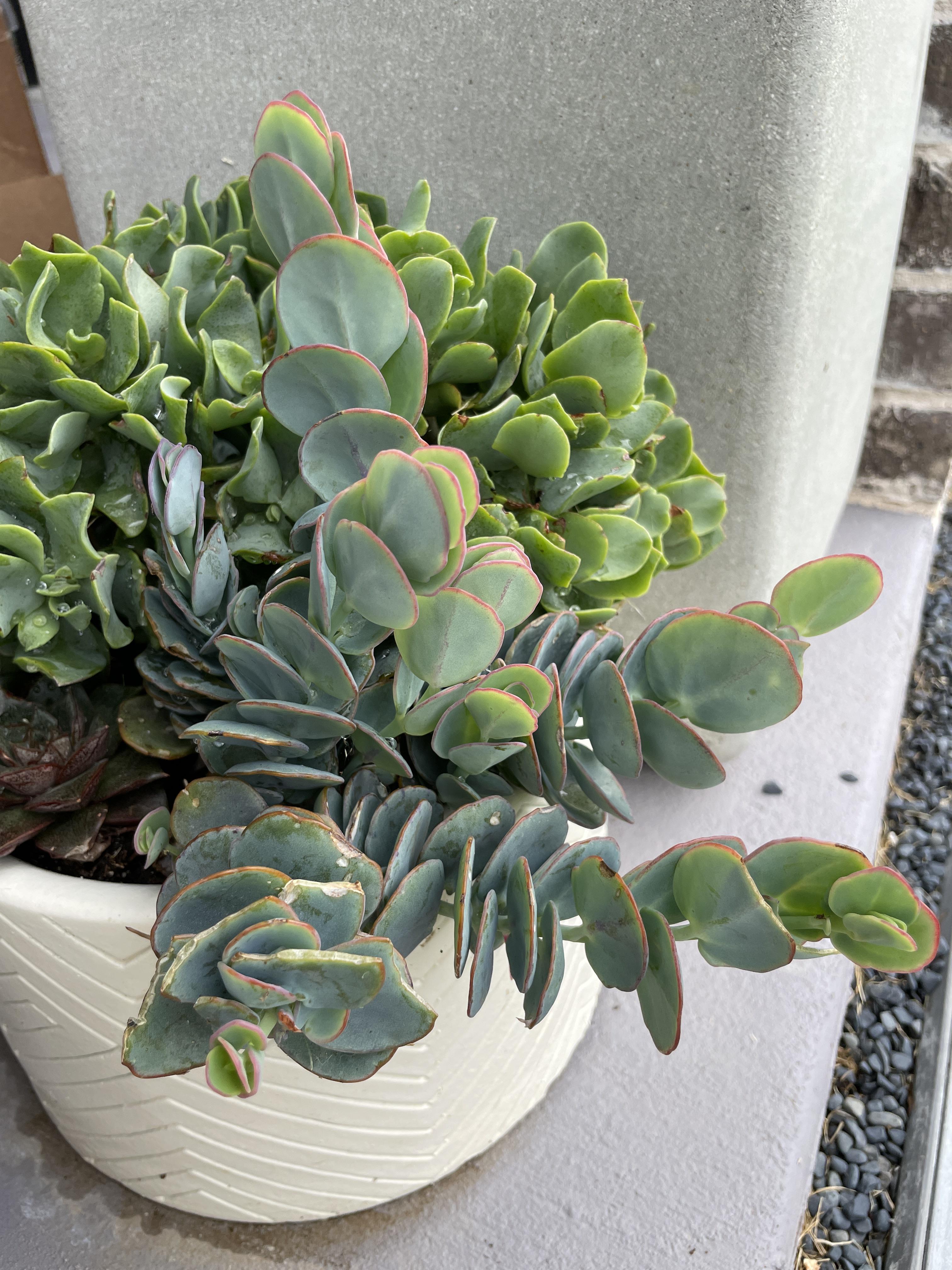 ID help needed! Rabbits are eating it and I want to try and prop it