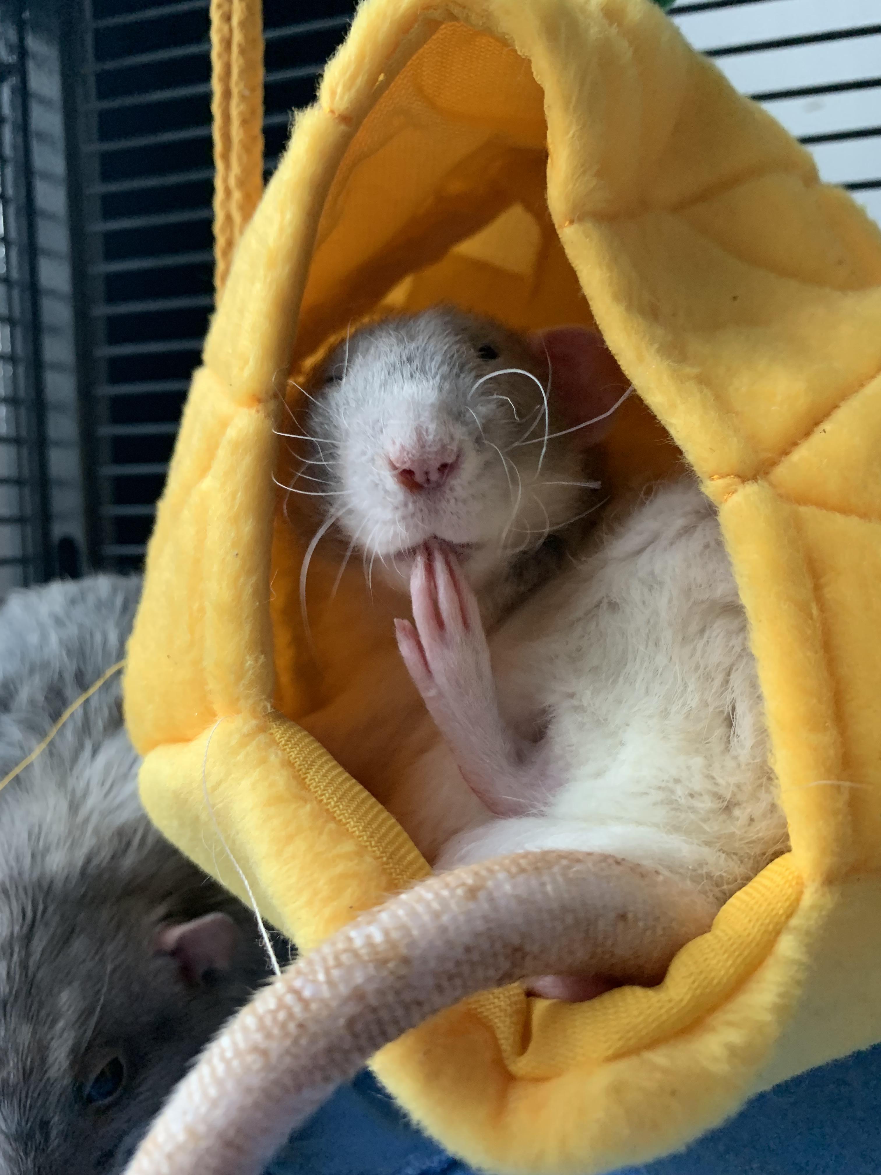 Feets r/RATS