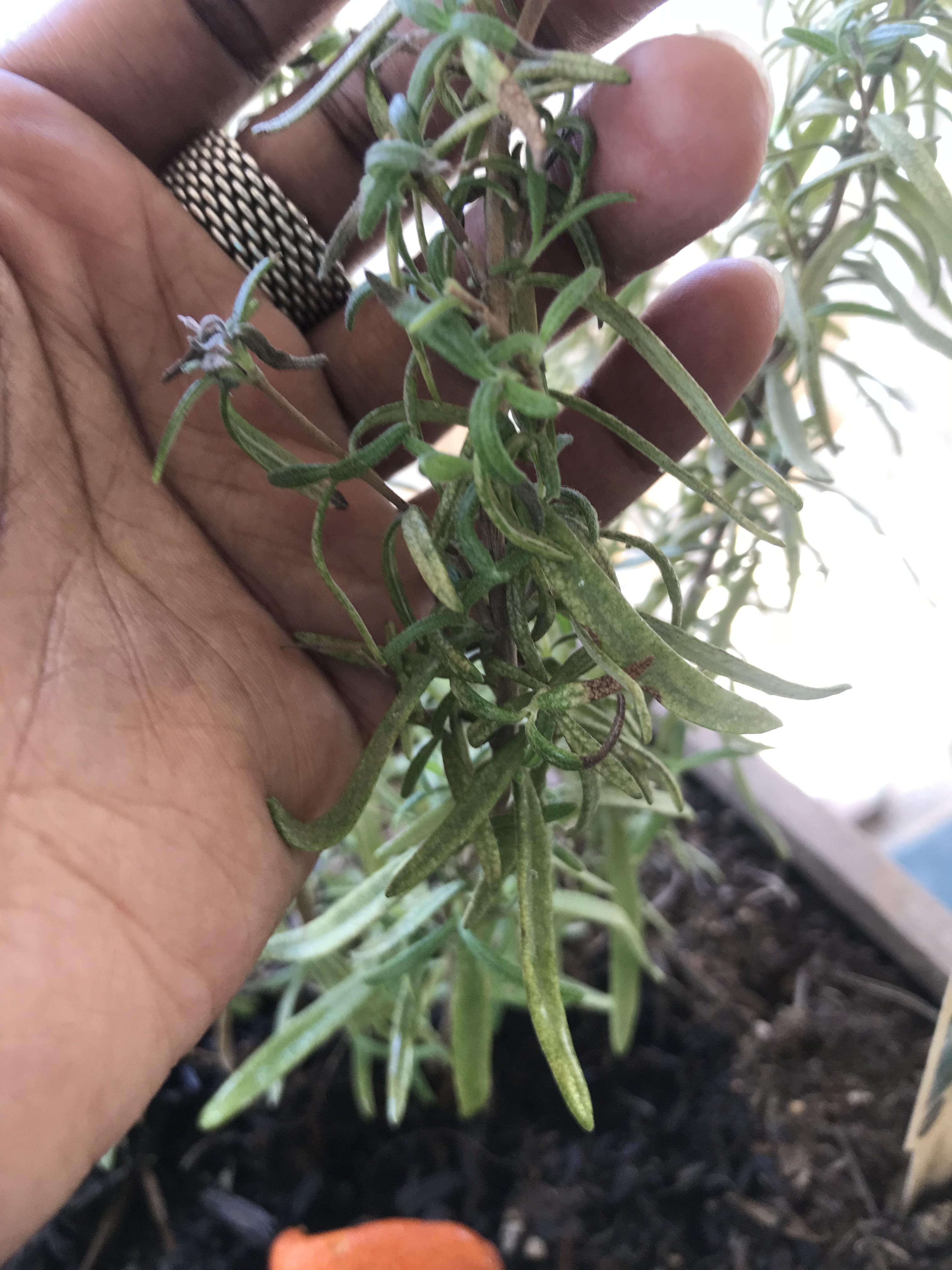What’s going on with my Rosemary? It’s got white spots and appears to