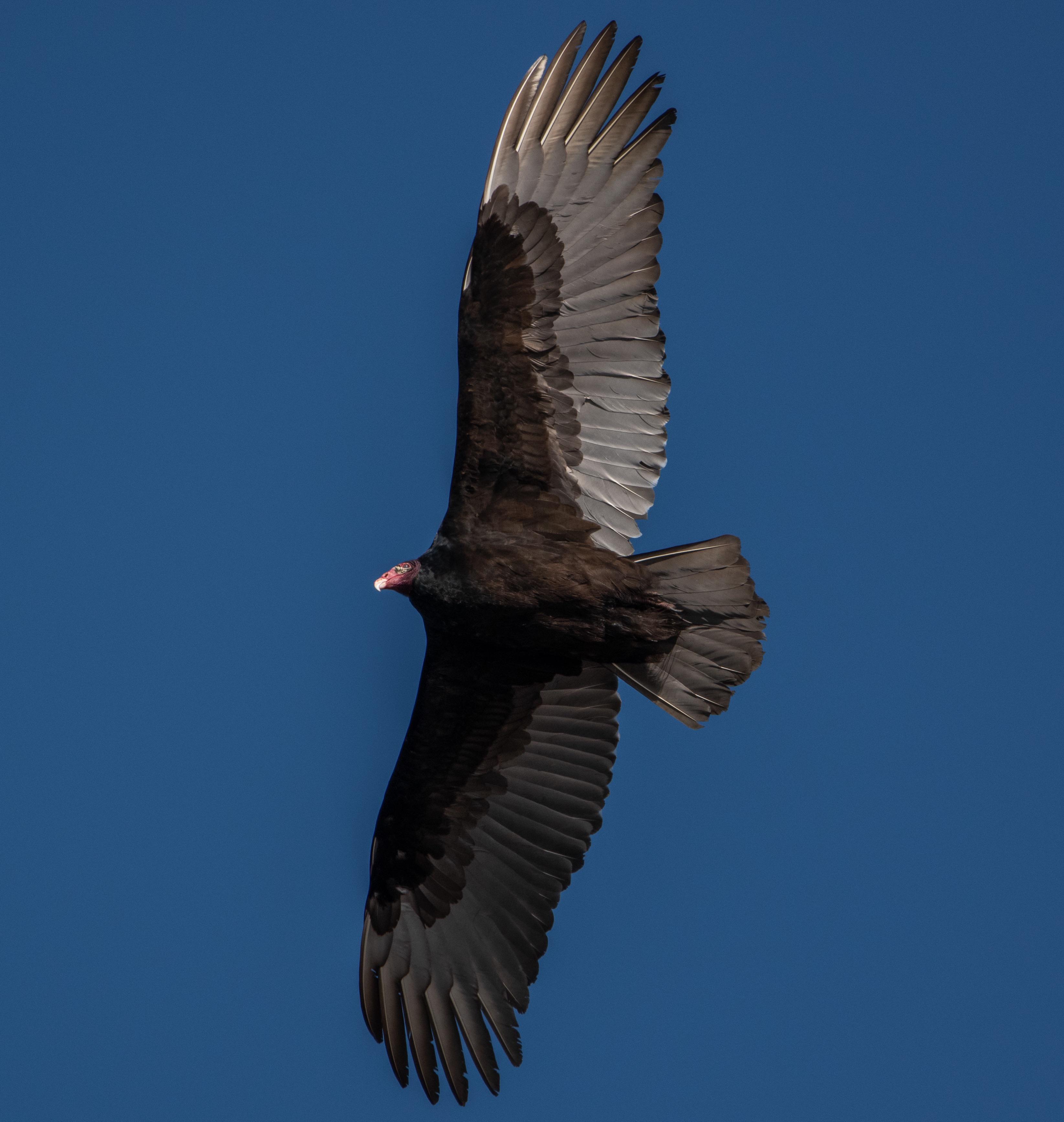 Turkey Vulture, Long Island NY r/birding