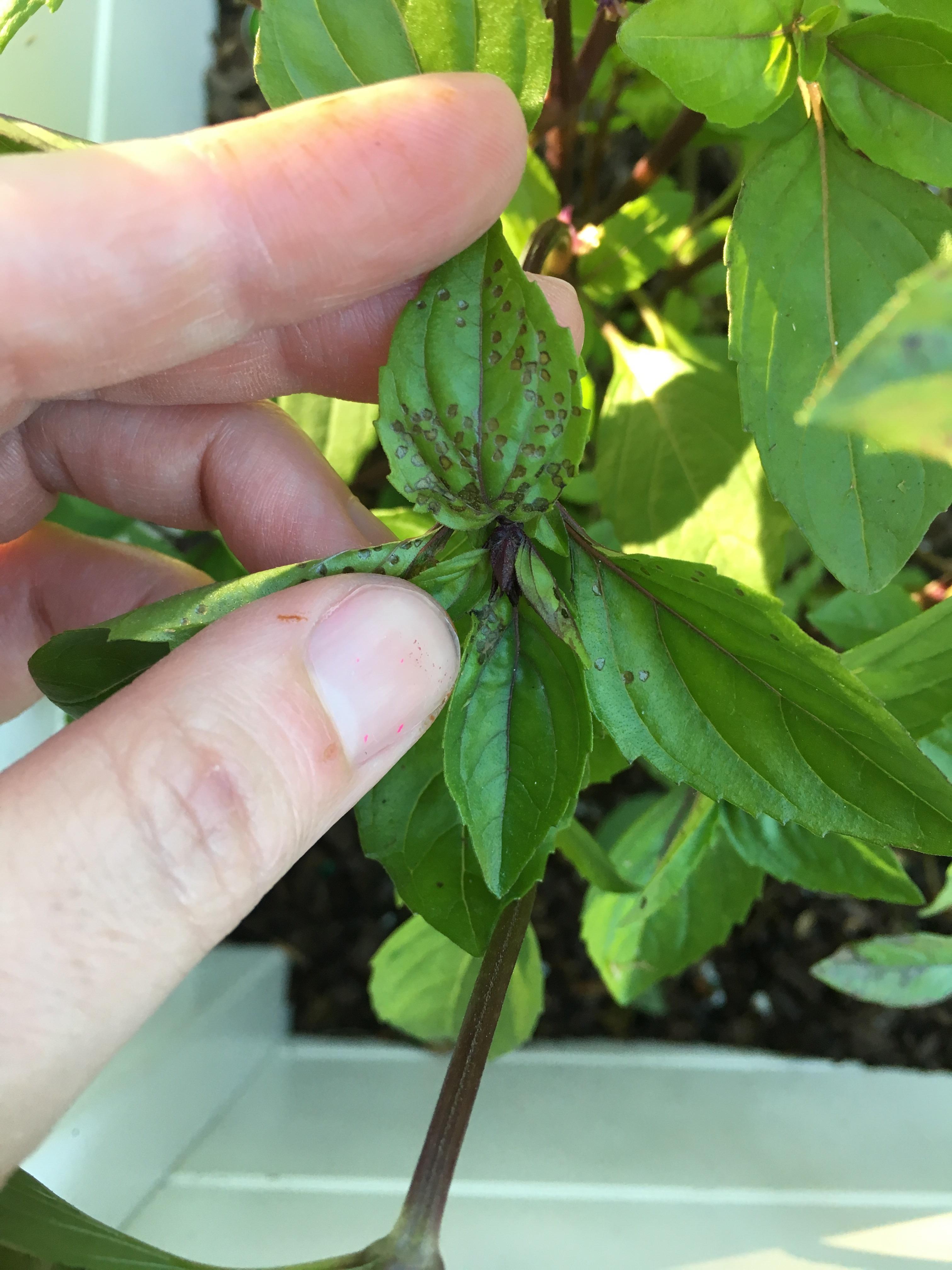 Any ideas on what disease my cinnamon basil has? r/garden_maintenance