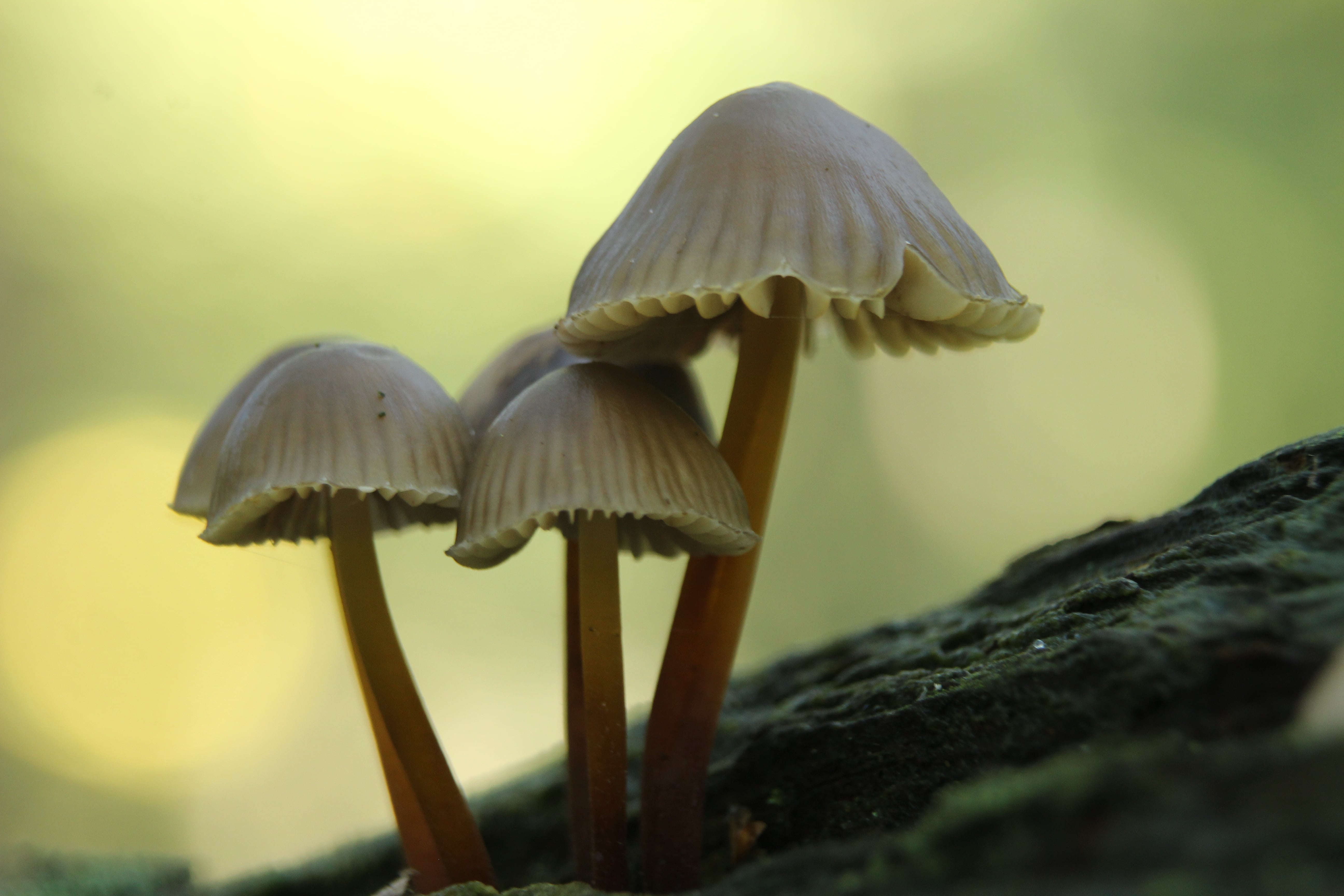 Little mushrooms macro