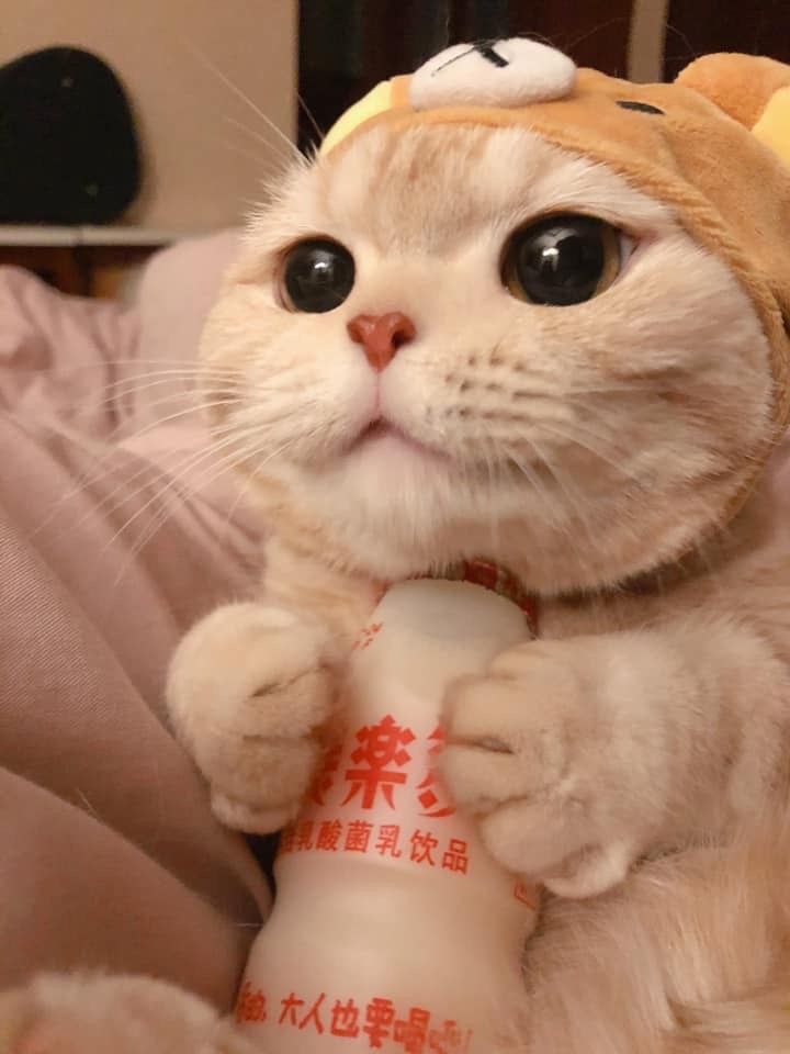 Cute kitty in Teddy Bear costume 3 r/aww