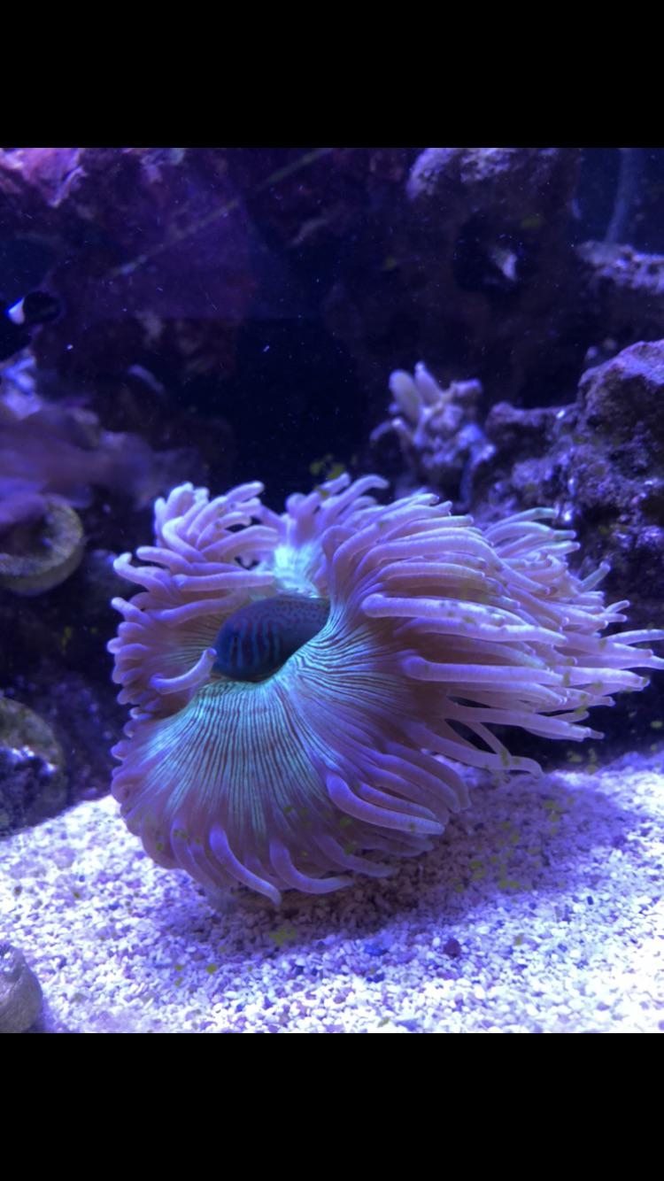 My war paint goby has a found his new home r/ReefTank