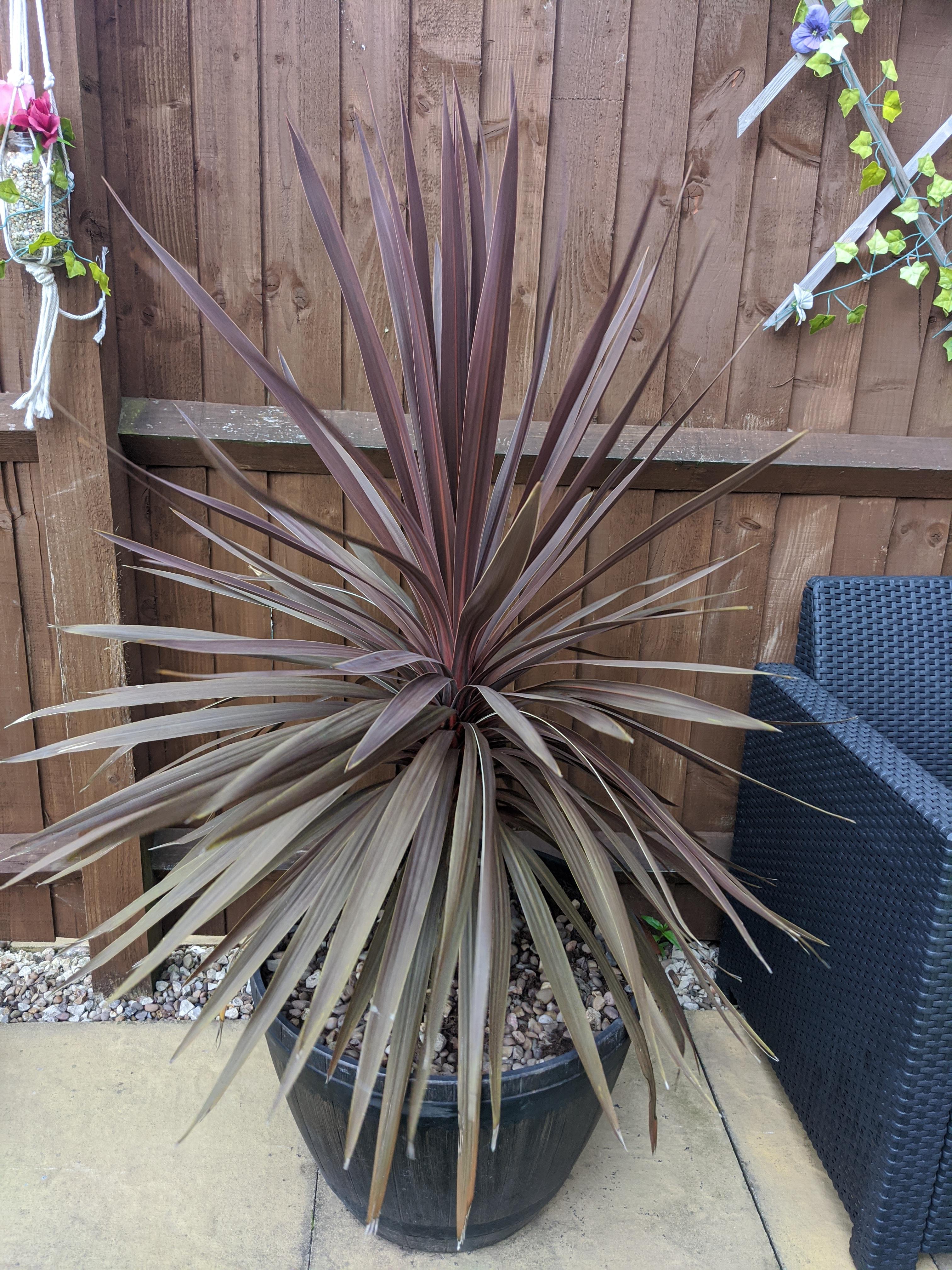 Any ideas on how to help my cordyline? Early spring it was all droopy and grey. I repotted it