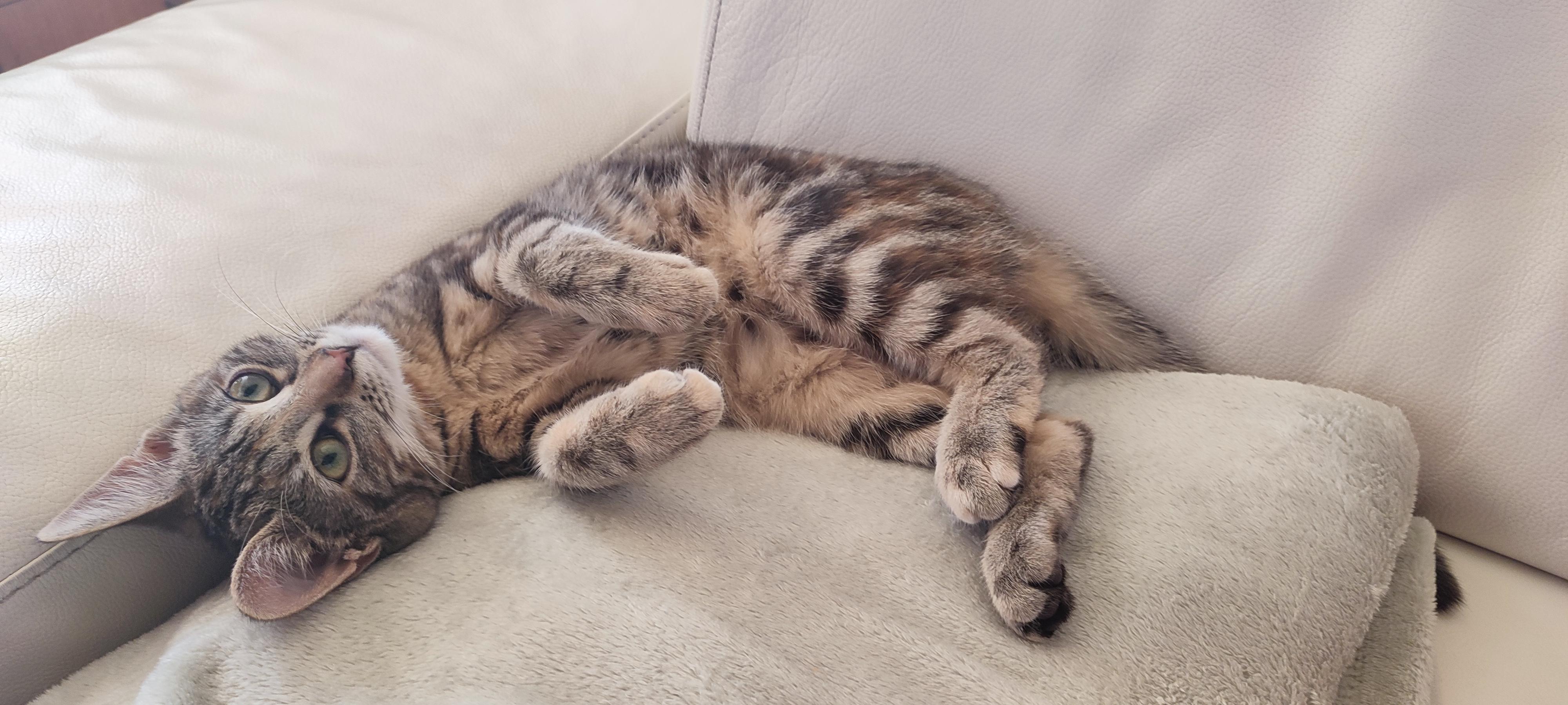 Looking this cute Fiora almost manages to make me her constant attempts to destroy the